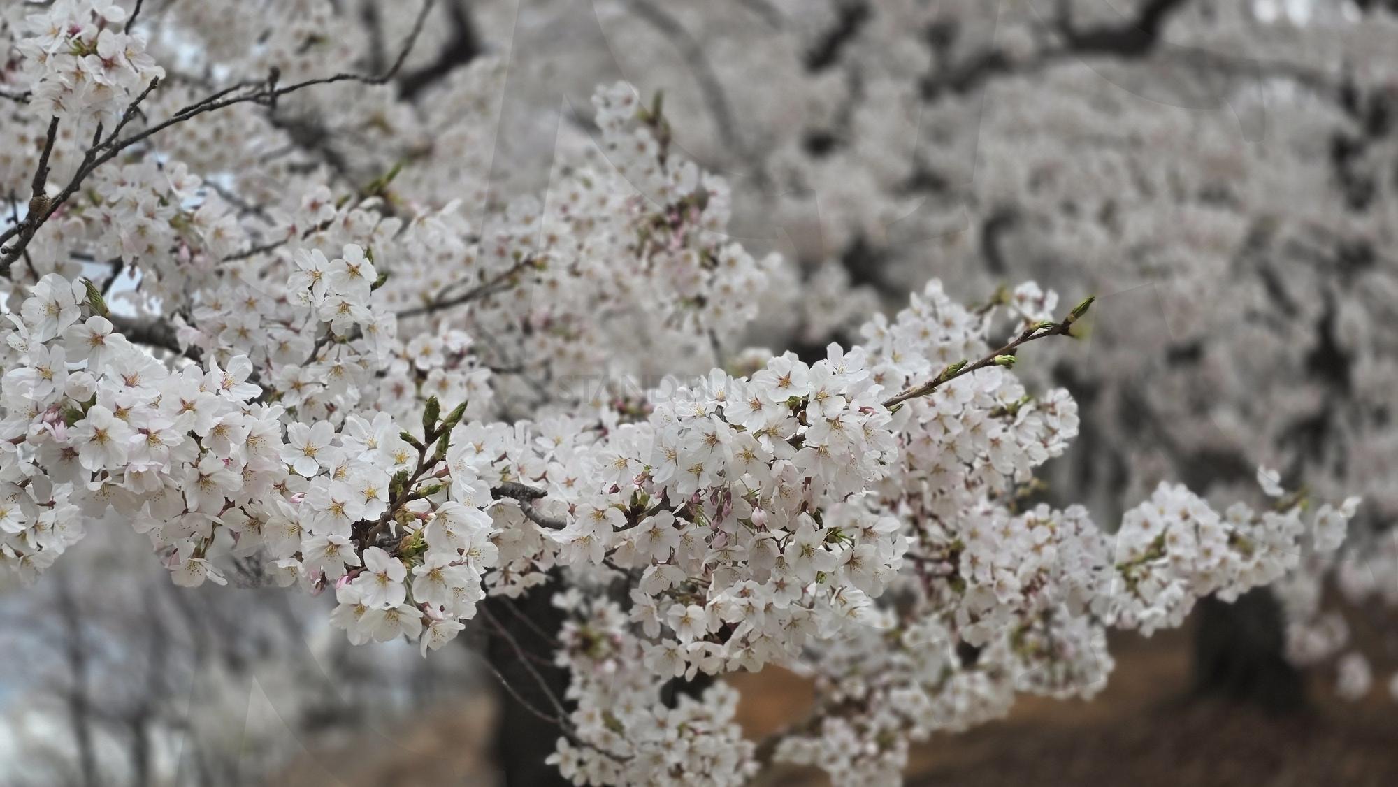 벛꽃 | 봄, 벚꽃, 사진, 데이트, 설레임 | 스탠바이 STANDBUY 디지털 콘텐츠