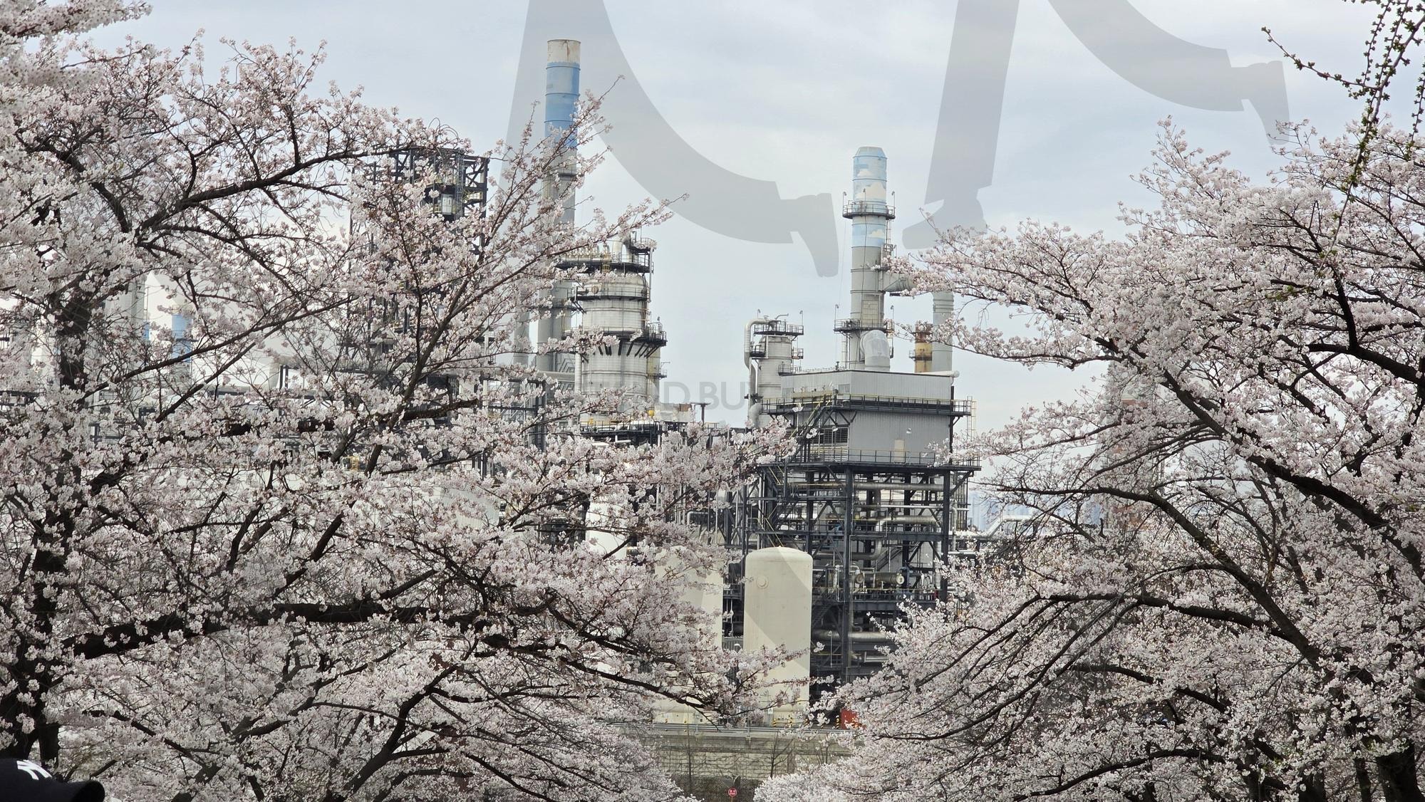 SK섬유화학 벚꽃 | 벚꽃, 벚꽃사진, 봄사진, 일상사진, 꽃사진 | 스탠바이 STANDBUY 디지털 콘텐츠