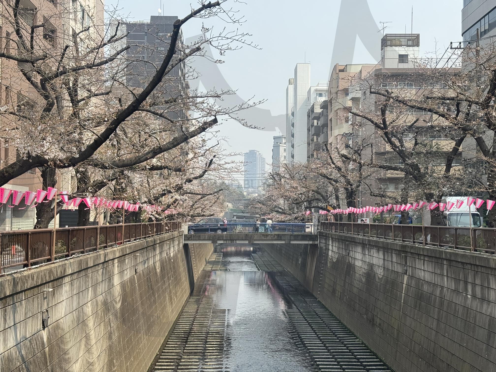 벚꽃이 피기 시작한 도쿄 나카메구로 강변 | Tokyo, Nakameguro, cherry blossom, urban nature, spring, river, Japan, festival, Street photography, sakura | 스탠바이 STANDBUY 디지털 콘텐츠