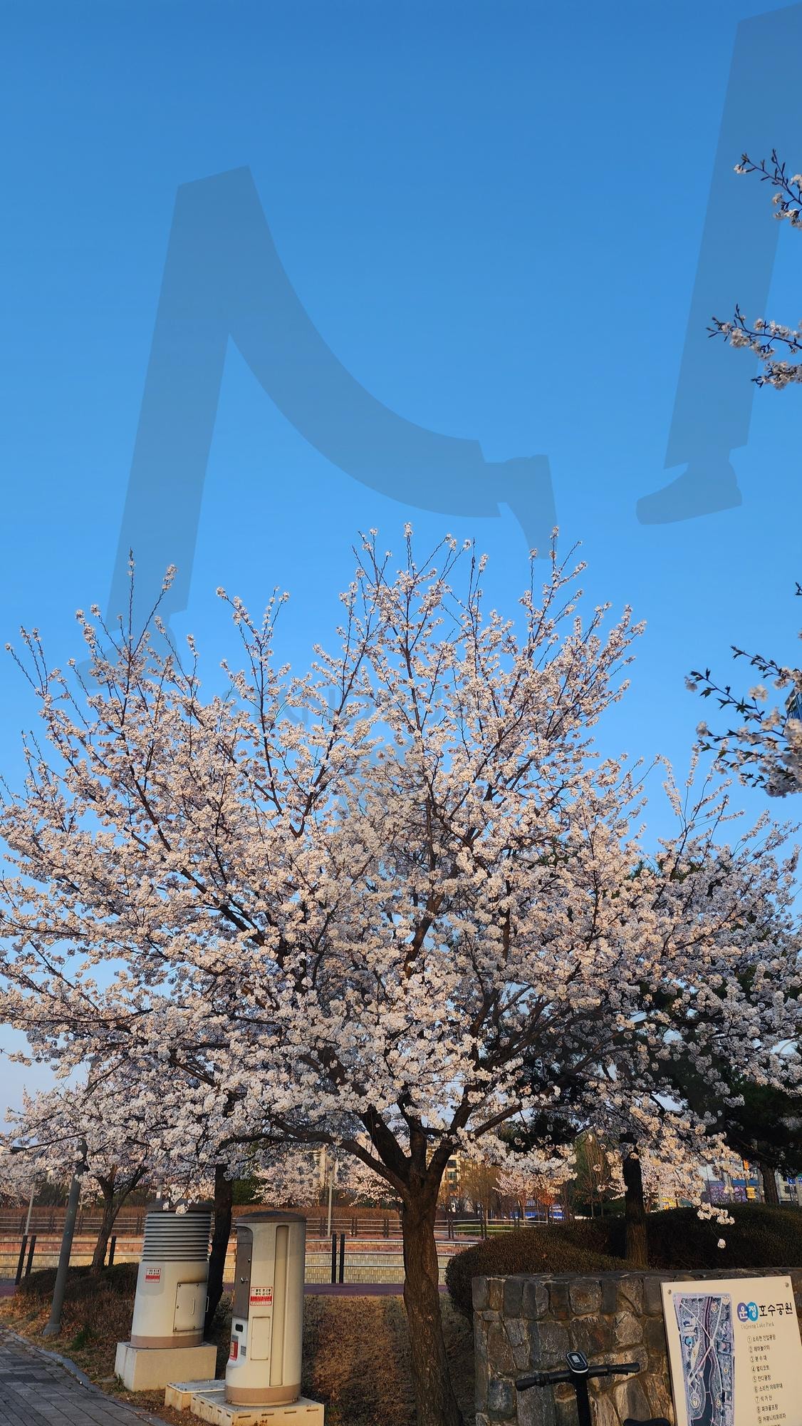 벚꽃나무 | 벚꽃나무, 벚꽃길, 벚꽃스타그램, 봄풍경, 봄감성, 벚꽃사진, 꽃길산책, 벚꽃명소, 핑크빛하늘, 봄이왔어요, 힐링사진, 계절의기록, 꽃피는계절, 감성자연, 봄바람 | 스탠바이 STANDBUY 디지털 콘텐츠