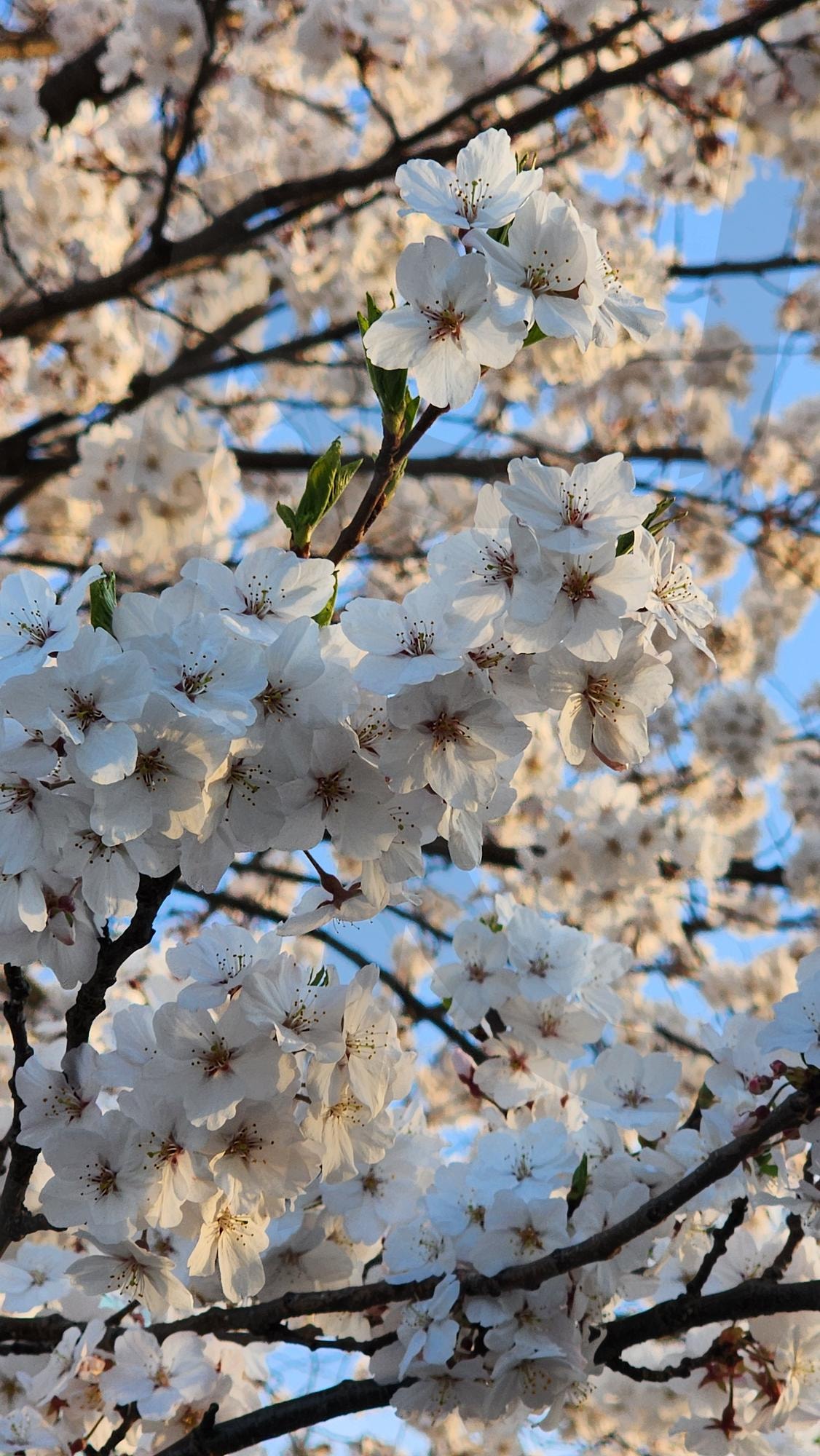 벚꽃 | 벚꽃나무, 벚꽃길, 벚꽃스타그램, 봄풍경, 봄감성, 벚꽃사진, 꽃길산책, 벚꽃명소, 핑크빛하늘, 봄이왔어요, 힐링사진, 계절의기록, 꽃피는계절, 감성자연, 봄바람 | 스탠바이 STANDBUY 디지털 콘텐츠