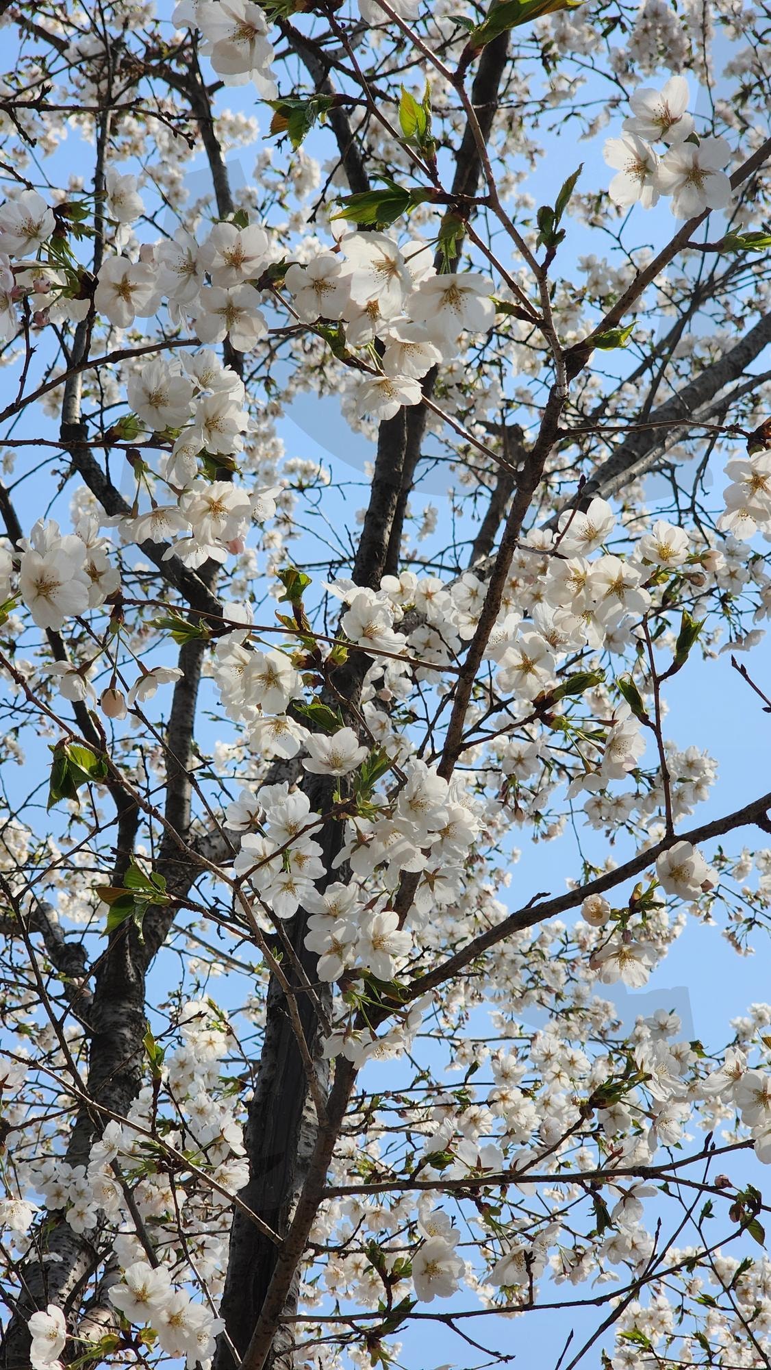 벚꽃 | 벚꽃나무, 벚꽃길, 벚꽃스타그램, 봄풍경, 봄감성, 벚꽃사진, 꽃길산책, 벚꽃명소, 핑크빛하늘, 봄이왔어요, 힐링사진, 계절의기록, 꽃피는계절, 감성자연, 봄바람 | 스탠바이 STANDBUY 디지털 콘텐츠