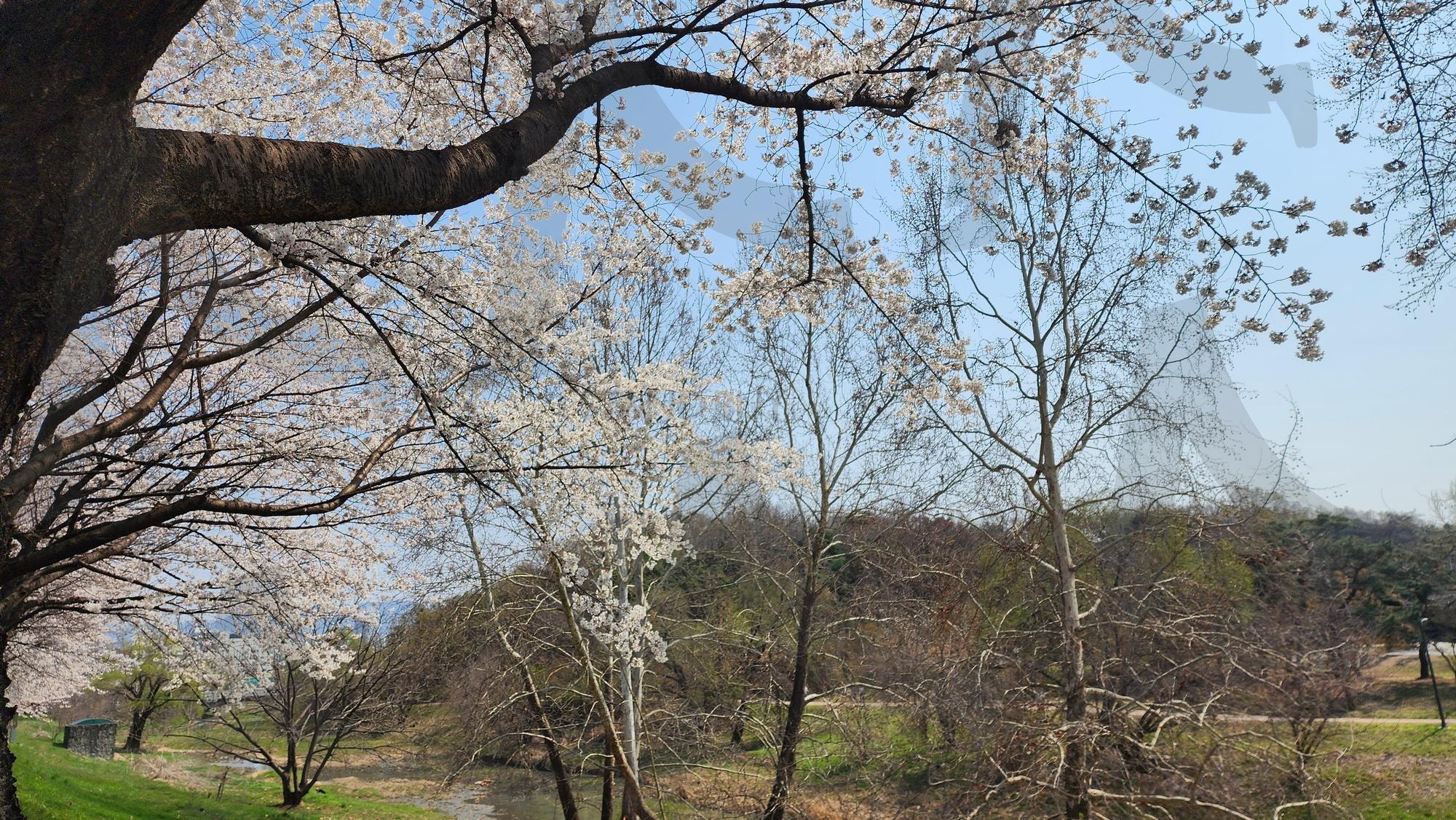 벚꽃나무 | 벚꽃나무, 벚꽃길, 벚꽃스타그램, 봄풍경, 봄감성, 벚꽃사진, 꽃길산책, 벚꽃명소, 핑크빛하늘, 봄이왔어요, 힐링사진, 계절의기록, 꽃피는계절, 감성자연, 봄바람 | 스탠바이 STANDBUY 디지털 콘텐츠