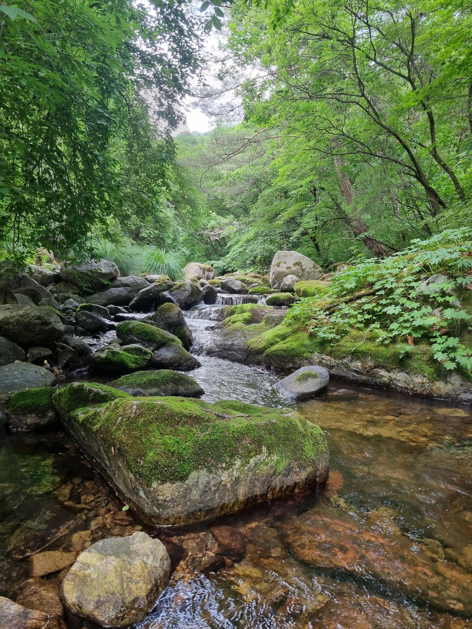 숲 forest | Serenity, Freshness, mossy rocks, tranquil stream, forest retreat, nature’s cradle, green canopy, crystal clear, soothing flow, hidden gem, calm haven, lush vibes, babbling brook, peaceful hideaway | 스탠바이 STANDBUY 디지털 콘텐츠