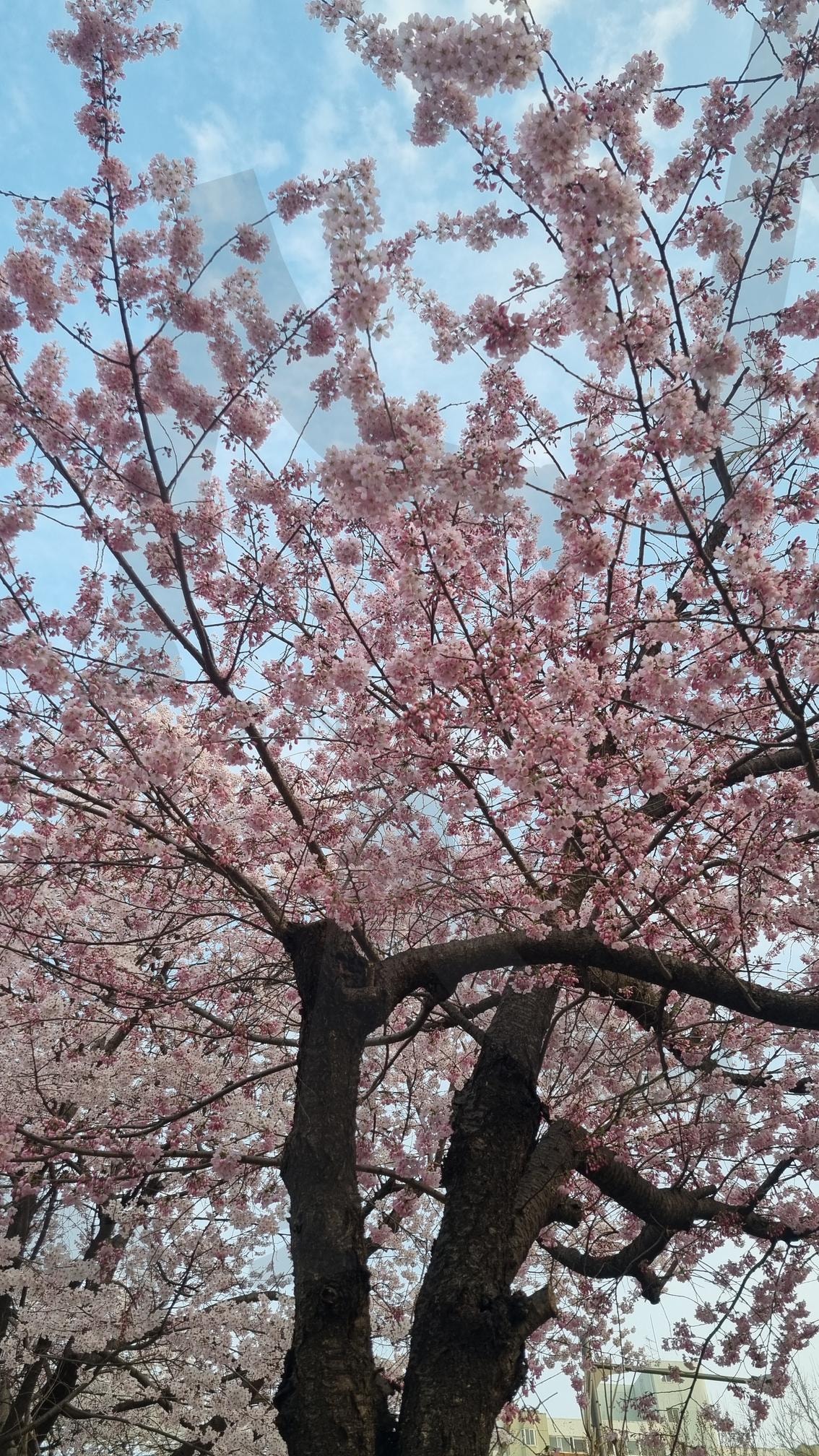 벛꽃 Cherry blossoms | Green, hill, peace, history, calm, breeze, nature, sky, silence, heritage, fresh, ancient, stillness, soft light, Walk, clouds, timeless, earthy, solitude, landscape | 스탠바이 STANDBUY 디지털 콘텐츠