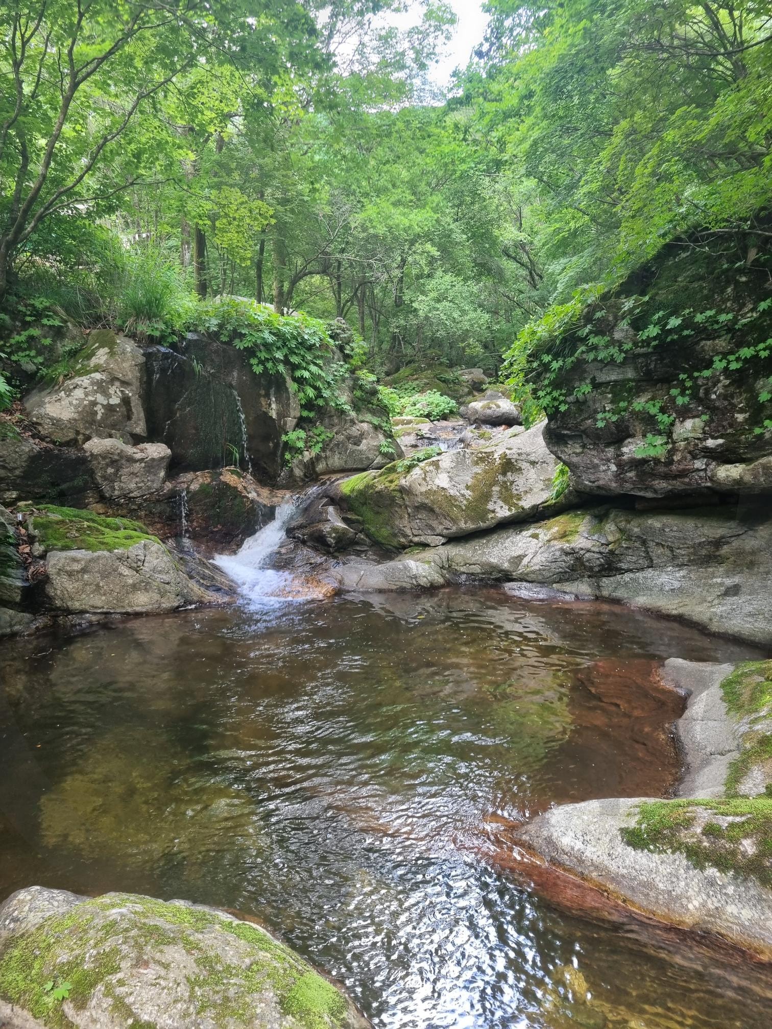 숲 forest | Serenity, Freshness, mossy rocks, tranquil stream, forest retreat, nature’s cradle, green canopy, crystal clear, soothing flow, hidden gem, calm haven, lush vibes, babbling brook, peaceful hideaway | 스탠바이 STANDBUY 디지털 콘텐츠