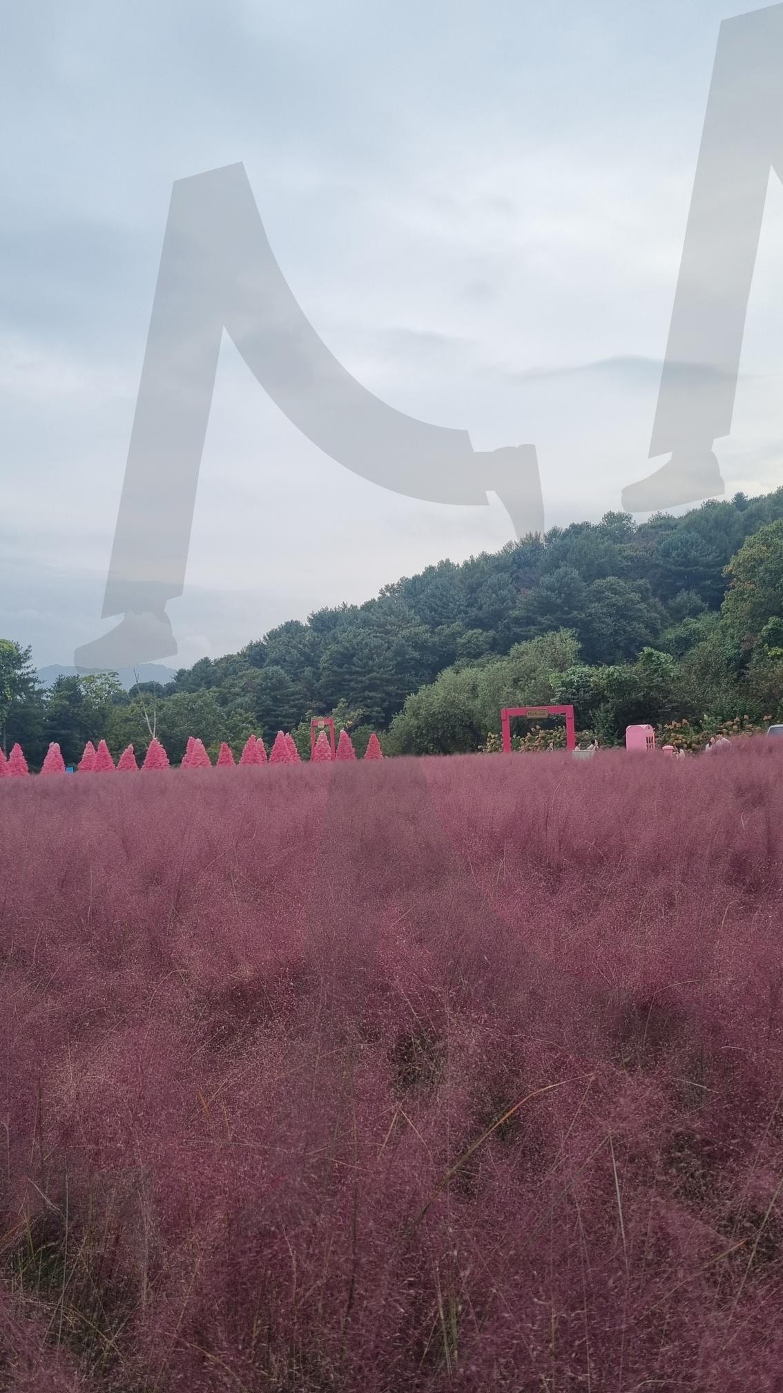 핑크 뮬리 pink muhly | pink, soft, Dream, peaceful, calm, nature, cloud, field, pastel, silence, Gentle, breeze, floral, cozy, Delicate, harmony, quiet, fresh, escape, Wonder | 스탠바이 STANDBUY 디지털 콘텐츠