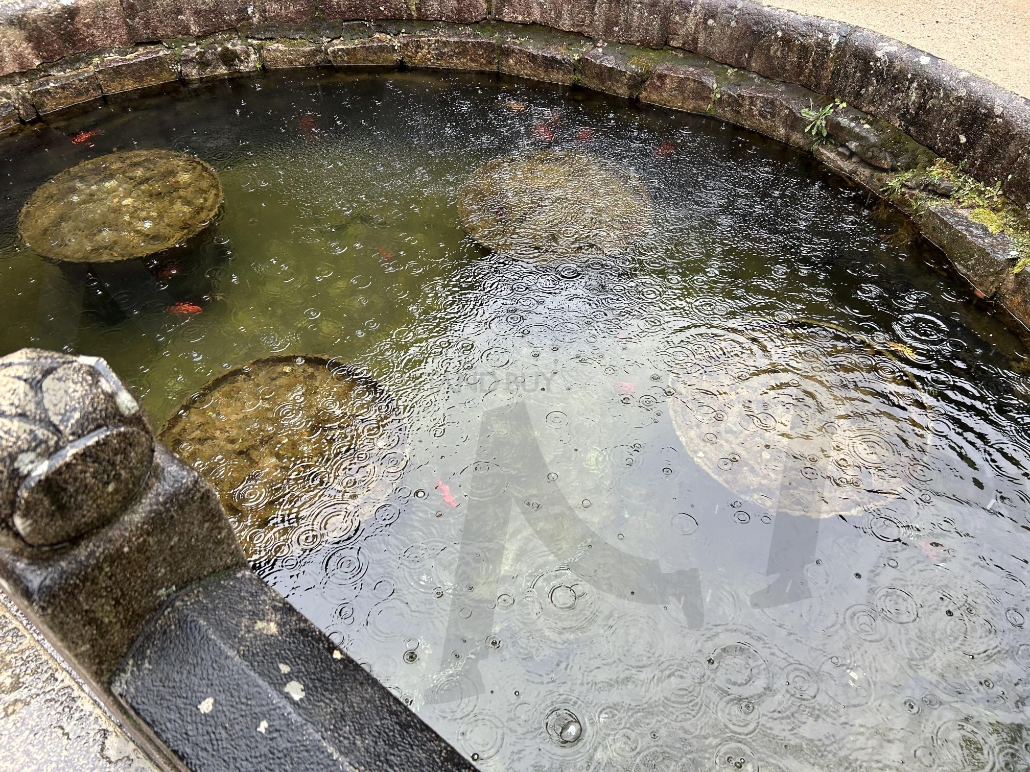 울산통도사 비오는날 빗방물 | 울산, 통도사, 절, 빗방울, 파문 | 스탠바이 STANDBUY 디지털 콘텐츠