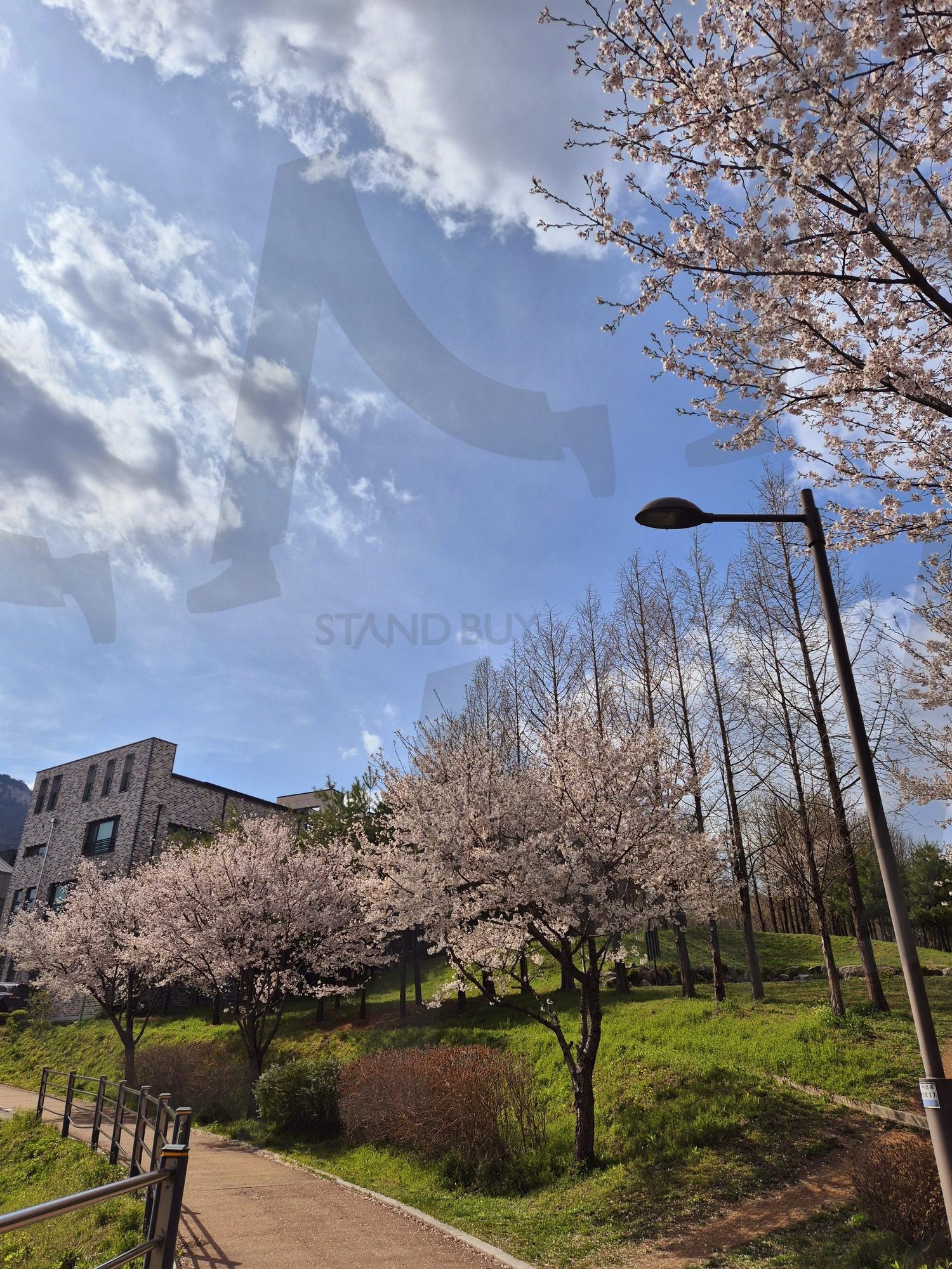 cherry blossoms | 벚꽃, cherry blossoms, april, 봄, 남양주 | 스탠바이 STANDBUY 디지털 콘텐츠