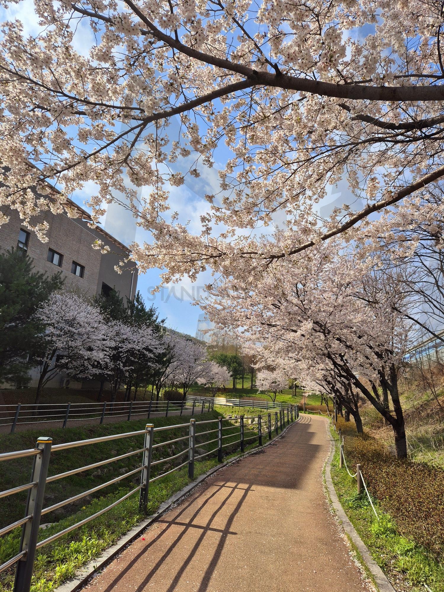 cherry blossoms | 벚꽃, cherry blossoms, 봄, april, 남양주 | 스탠바이 STANDBUY 디지털 콘텐츠