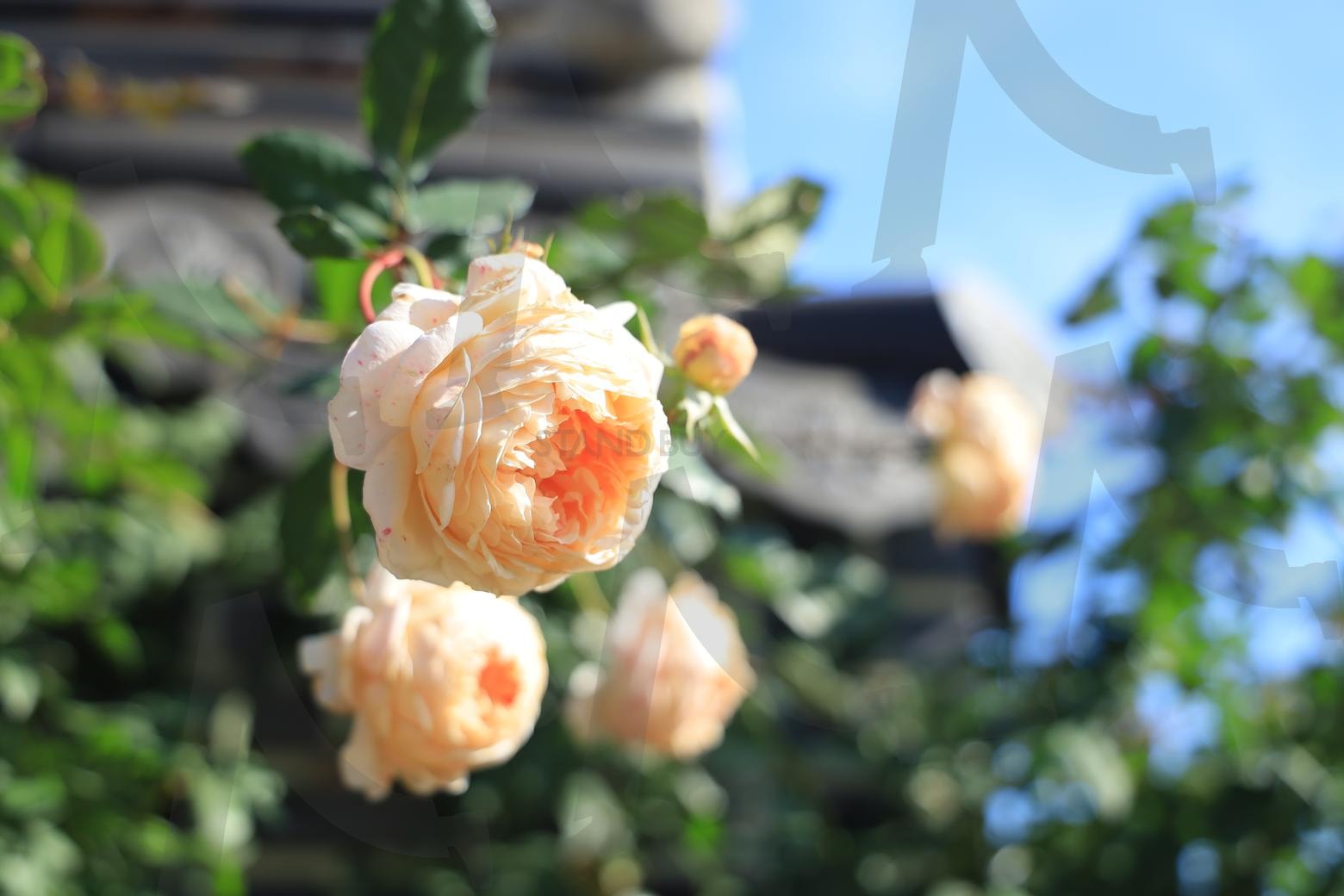 영국장미 (English Rose) | 장미, 영국, 꽃말, 품격, 아름다움, 고백, 진심, 사랑 | 스탠바이 STANDBUY 디지털 콘텐츠