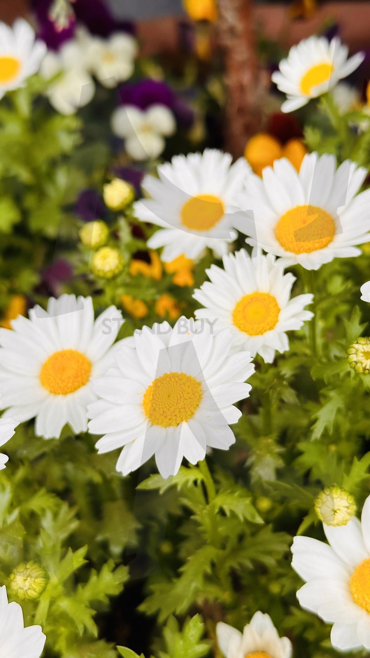 마가렛 꽃 (Marguerite Flower) | 마가렛, 꽃, 사랑, 꽃말, 고백, 꽃잎, 마음, 진실, 순수 | 스탠바이 STANDBUY 디지털 콘텐츠