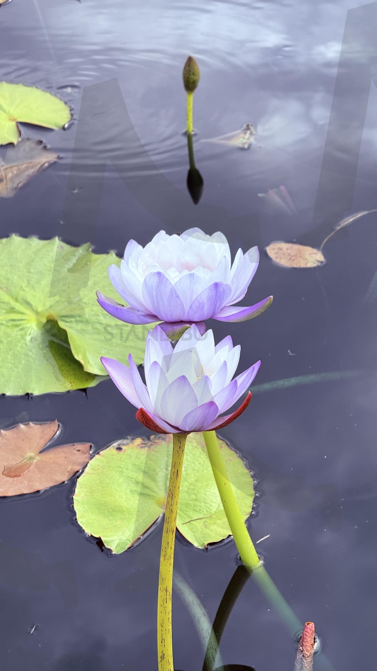연보라 열대수련 (Tropical Water Lily) | 열대, 수련, 연보라, 순수함, 연꽃, 꽃, 물 | 스탠바이 STANDBUY 디지털 콘텐츠