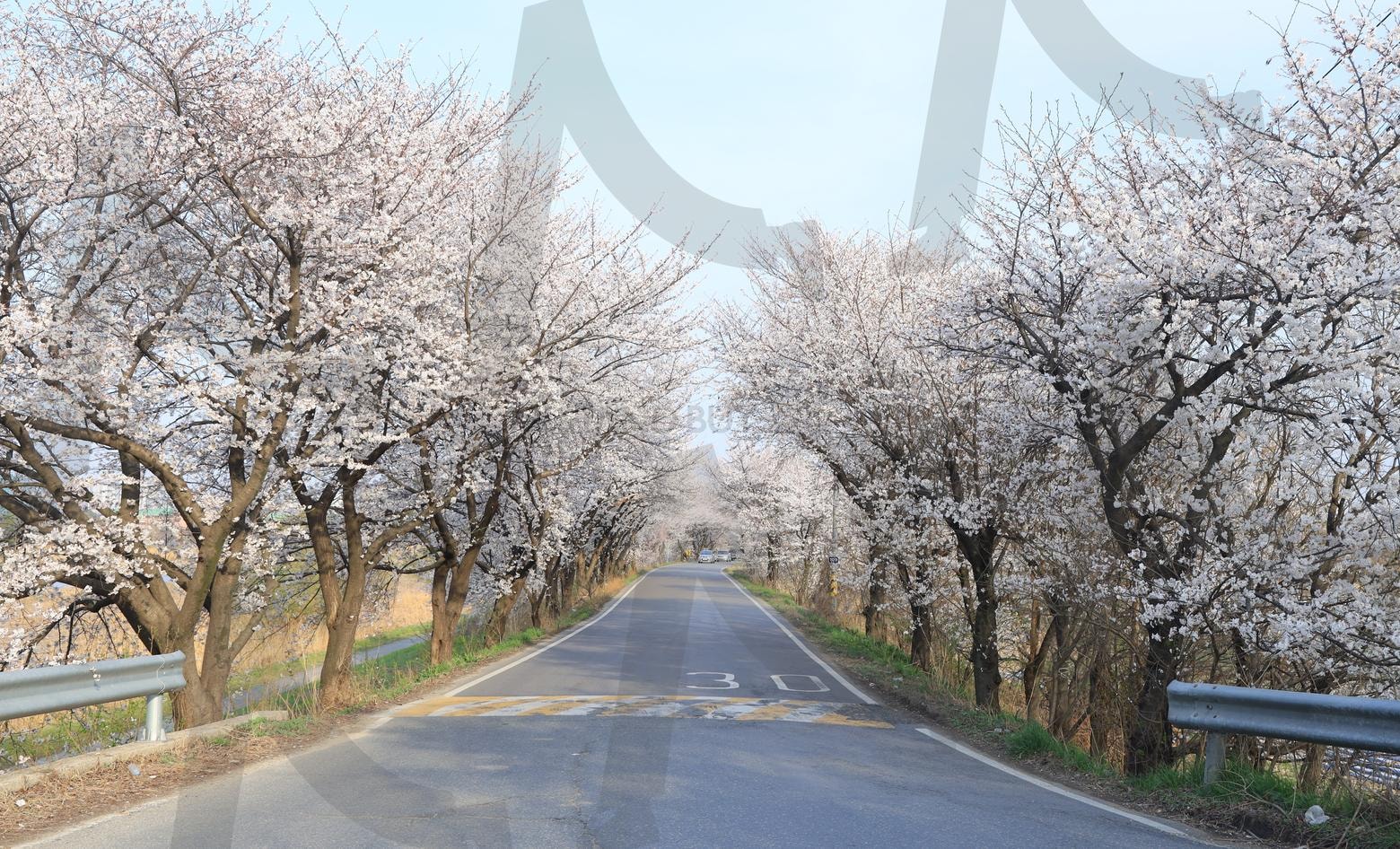 봄, 그 길의 시작 | 벚꽃, 길, 도로, 드라이브, 산책, 봄, 시작 | 스탠바이 STANDBUY 디지털 콘텐츠