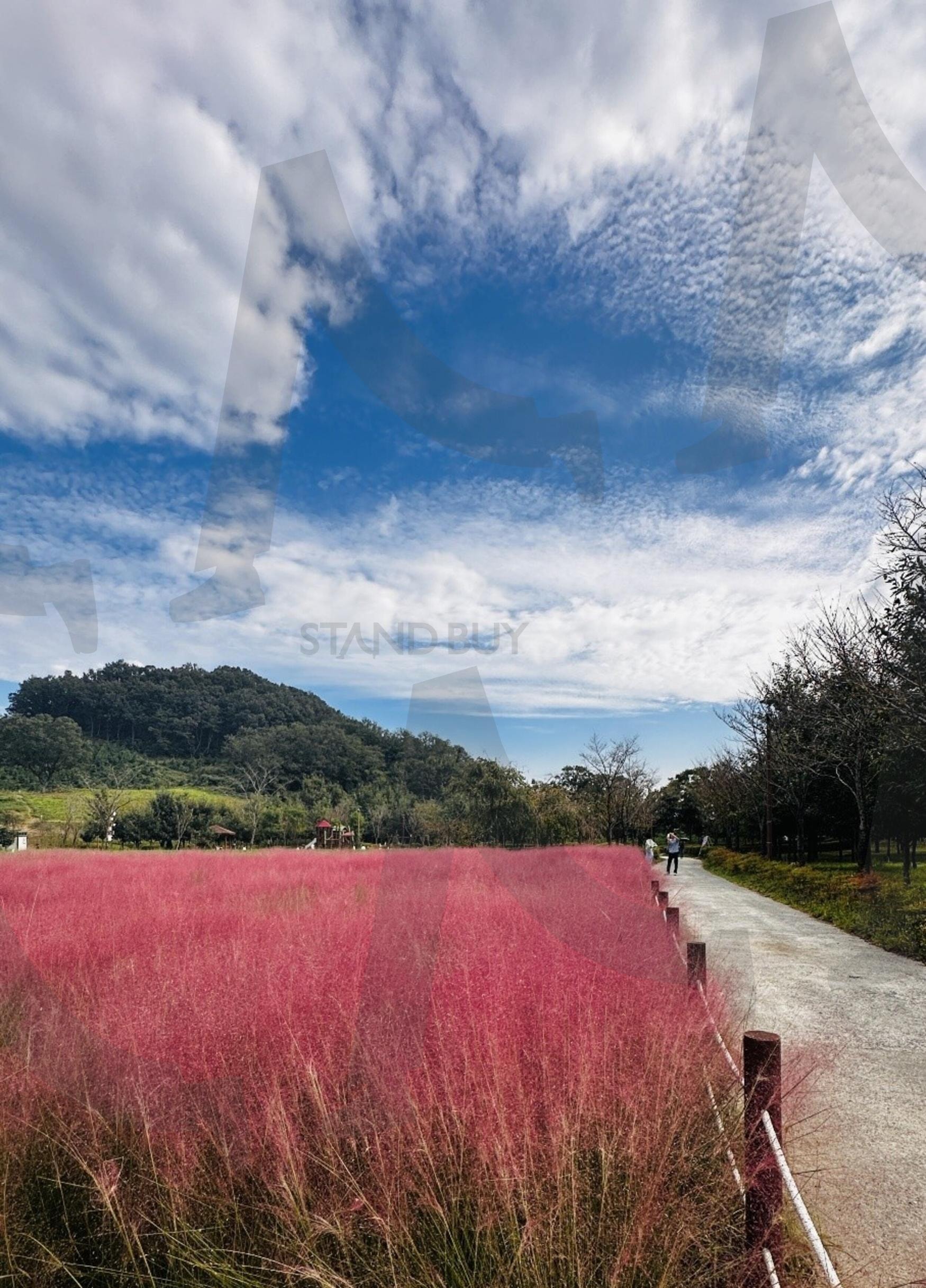 핑크뮬리 (Pink Muhly Grass) | 핑크뮬리, 데이트, 구름, 하늘, 화창, 설렘, 연인, 고백, 가을 | 스탠바이 STANDBUY 디지털 콘텐츠
