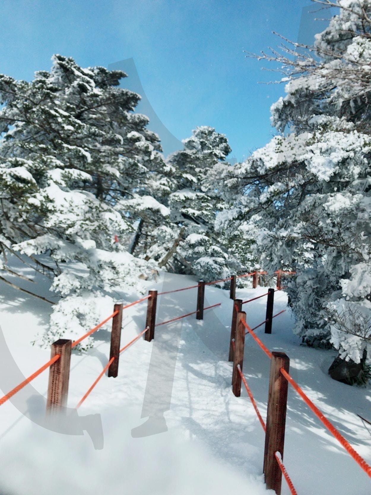 붉은 로프 사이로 펼쳐진 설원 | 하얀, 눈, 나무, 겨울, 산책로, 길, 로프, 설원, 고요 | 스탠바이 STANDBUY 디지털 콘텐츠