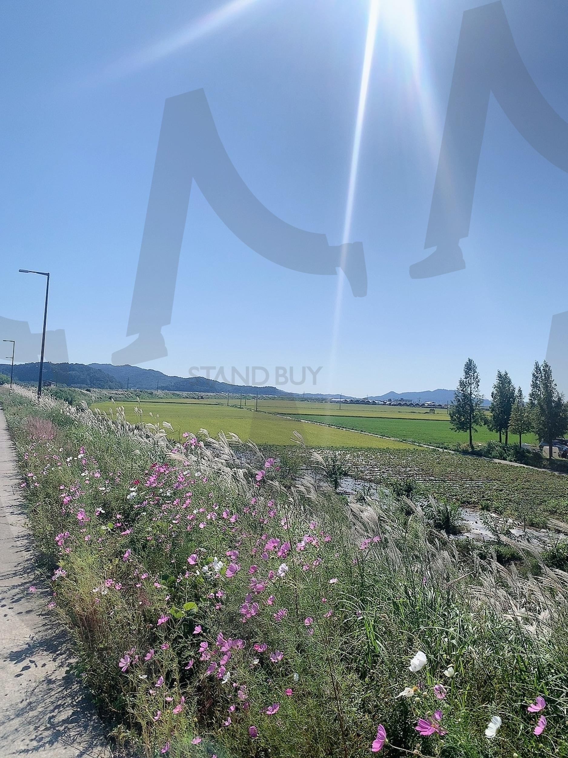 제주도 여행 | 코스모스, 가을, 들판, 햇살, 초록, 제주도, 산책, 바람, 꽃 | 스탠바이 STANDBUY 디지털 콘텐츠