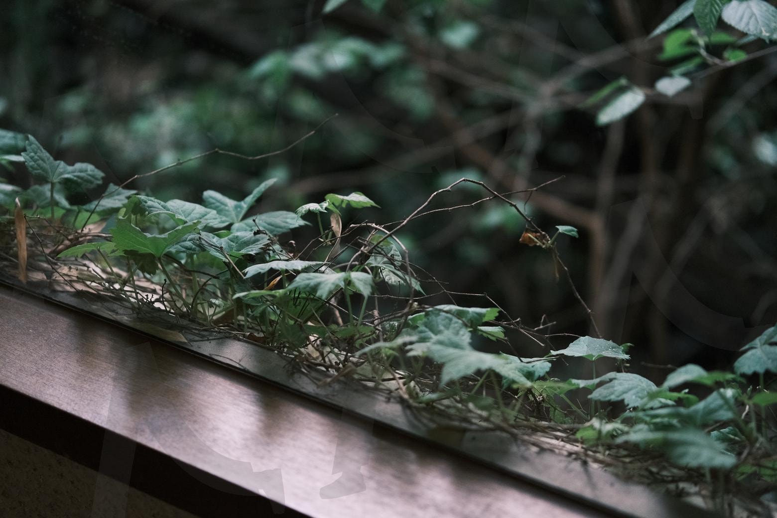 건물속에 피어난 담쟁이 | 담쟁이, 넝쿨, 카페, 건축물, 풀, 나무, 숲 | 스탠바이 STANDBUY 디지털 콘텐츠