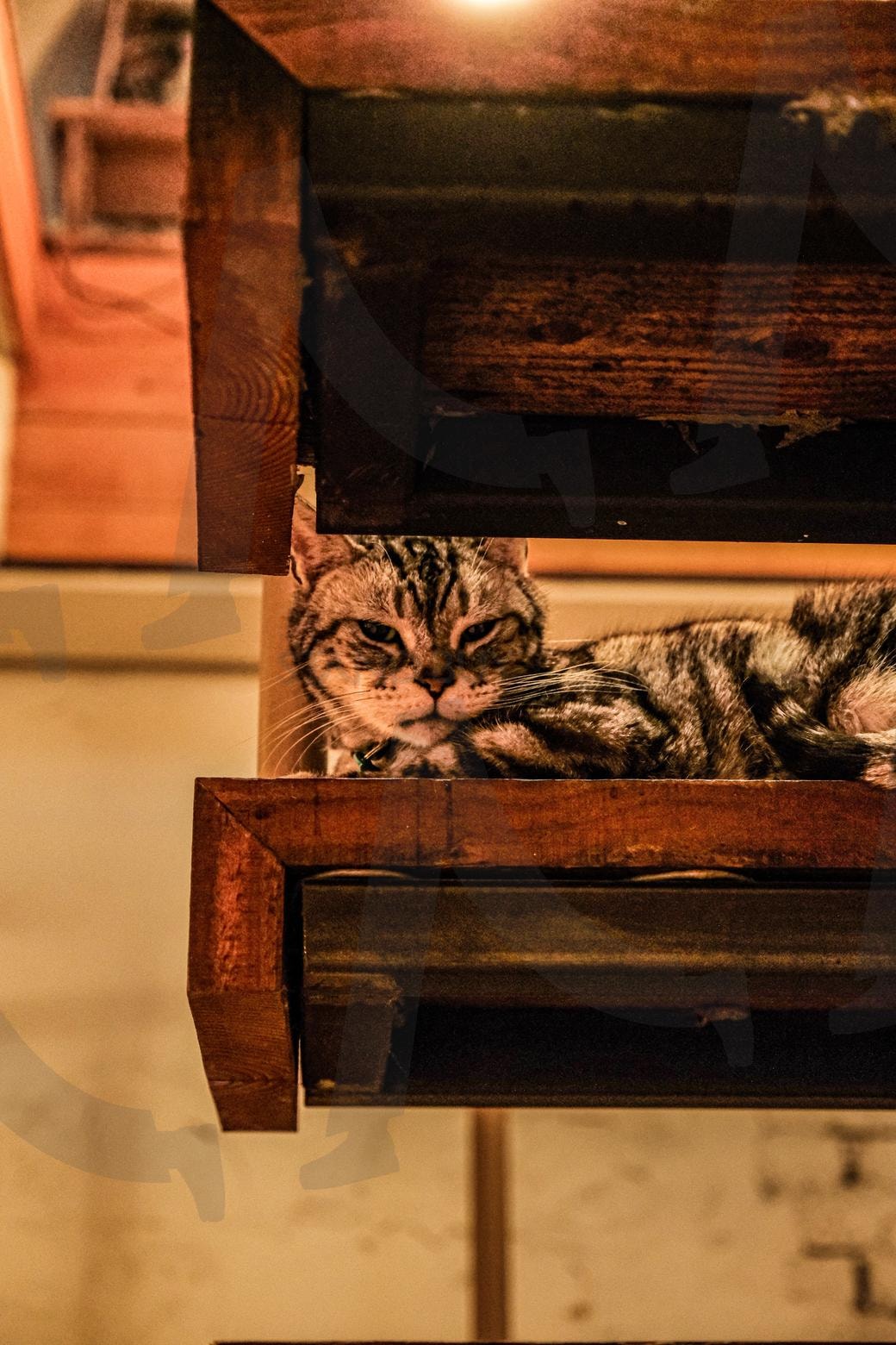 뭘보냥? | 고양이, 카페, 커피, 고양이카페, 개냥이 | 스탠바이 STANDBUY 디지털 콘텐츠