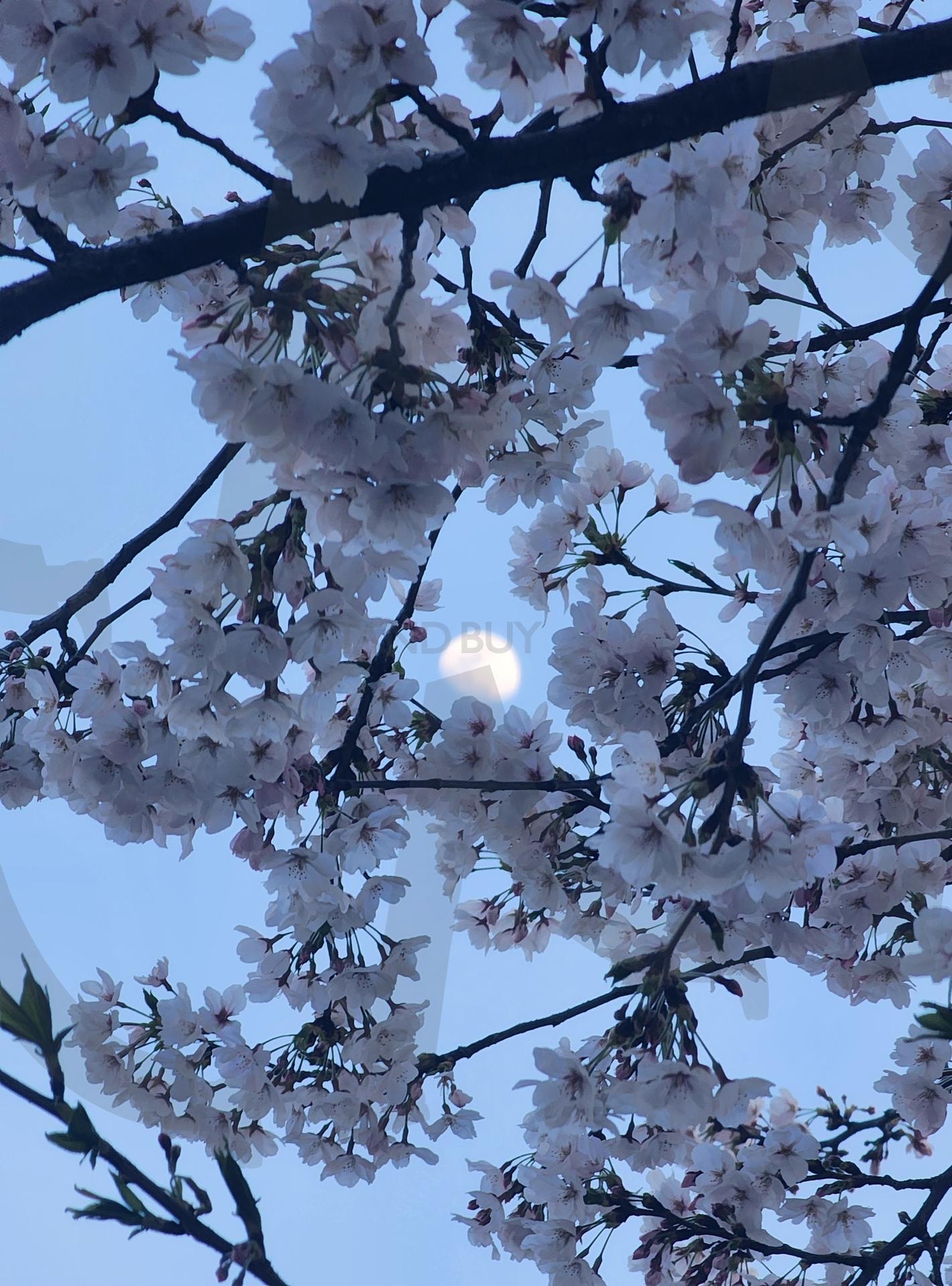 벚꽃 | 봄, 저녁, 달, 벚꽃, 꽃 | 스탠바이 STANDBUY 디지털 콘텐츠