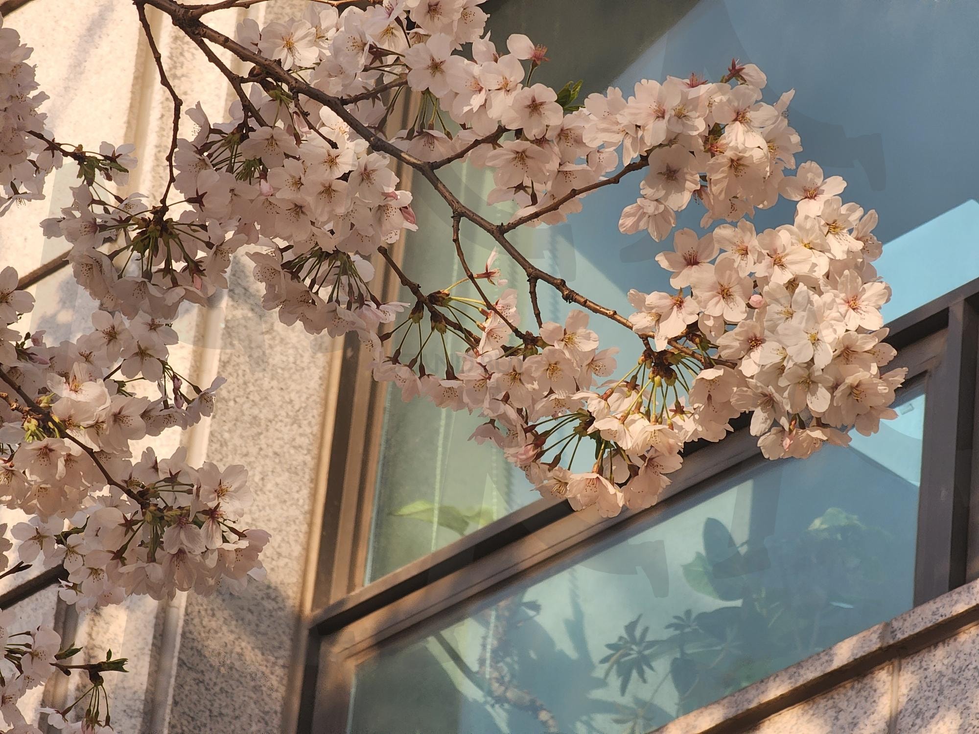창문과 벚꽃 | 벚꽃, 봄, 햇빛, 서울, 봄꽃 | 스탠바이 STANDBUY 디지털 콘텐츠