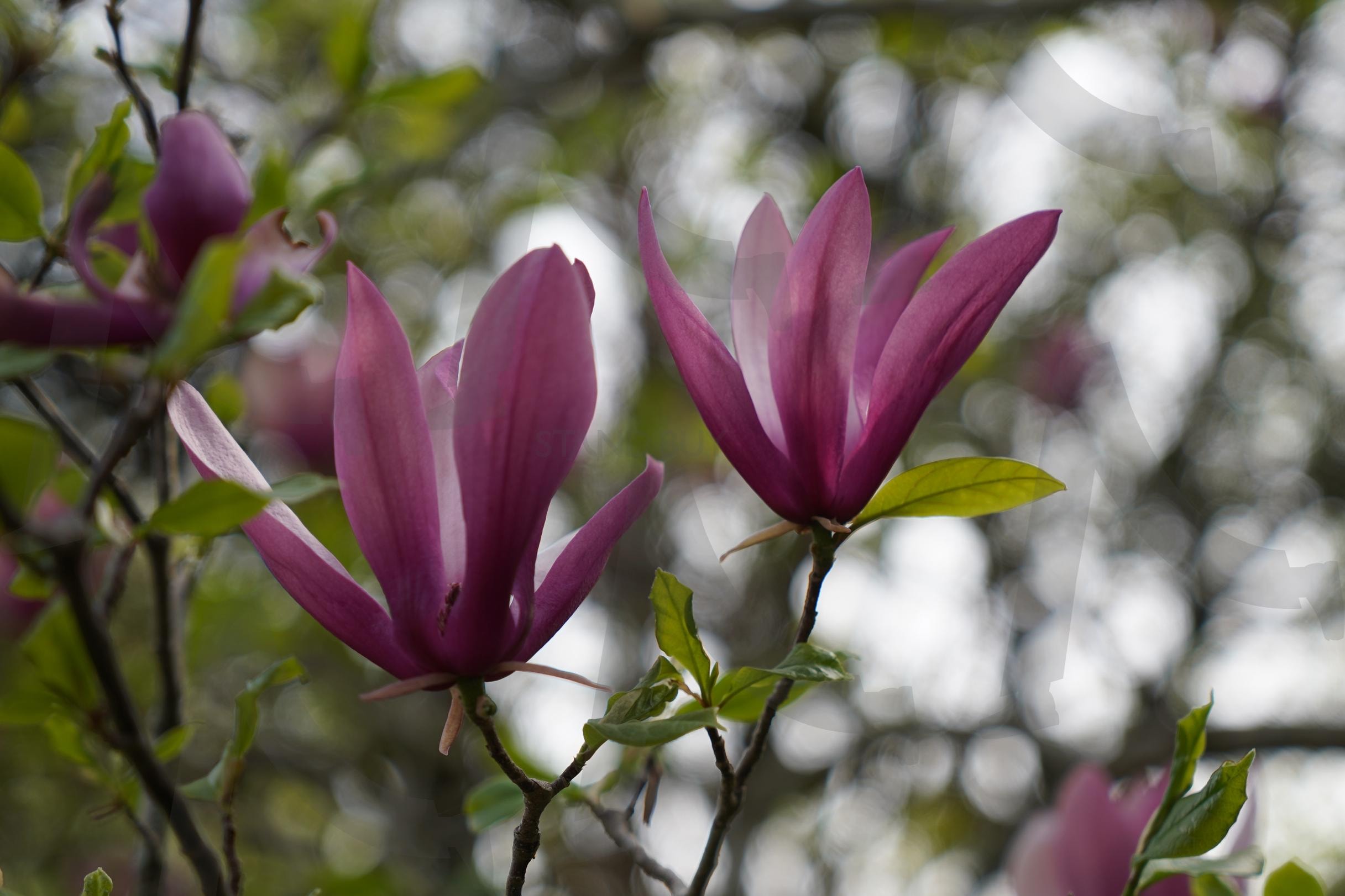 보랏빛 미소 | 기양사, 자목련, 팔문장, 백광홍, 가사문학 | 스탠바이 STANDBUY 디지털 콘텐츠