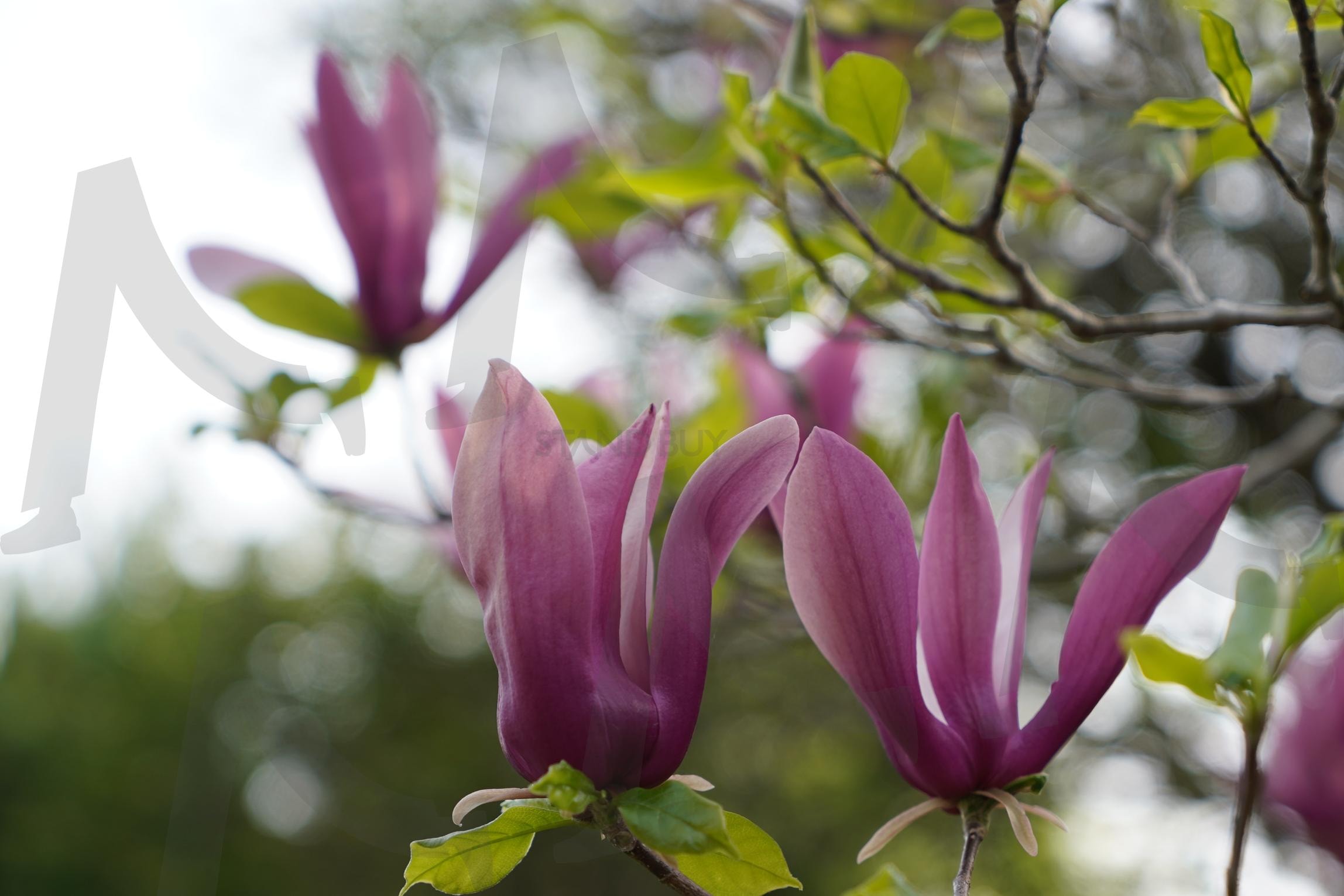 보랏빛 미소2 | 기양사, 자목련, 팔문장, 백광홍, 가사문학 | 스탠바이 STANDBUY 디지털 콘텐츠