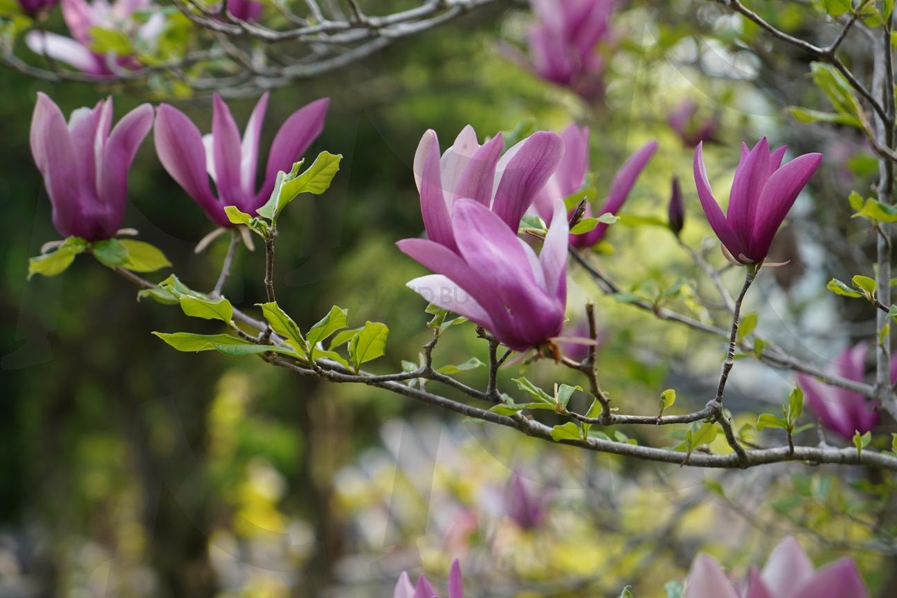 보랏빛 미소3 | 기양사, 자목련, 팔문장, 백광홍, 가사문학 | 스탠바이 STANDBUY 디지털 콘텐츠
