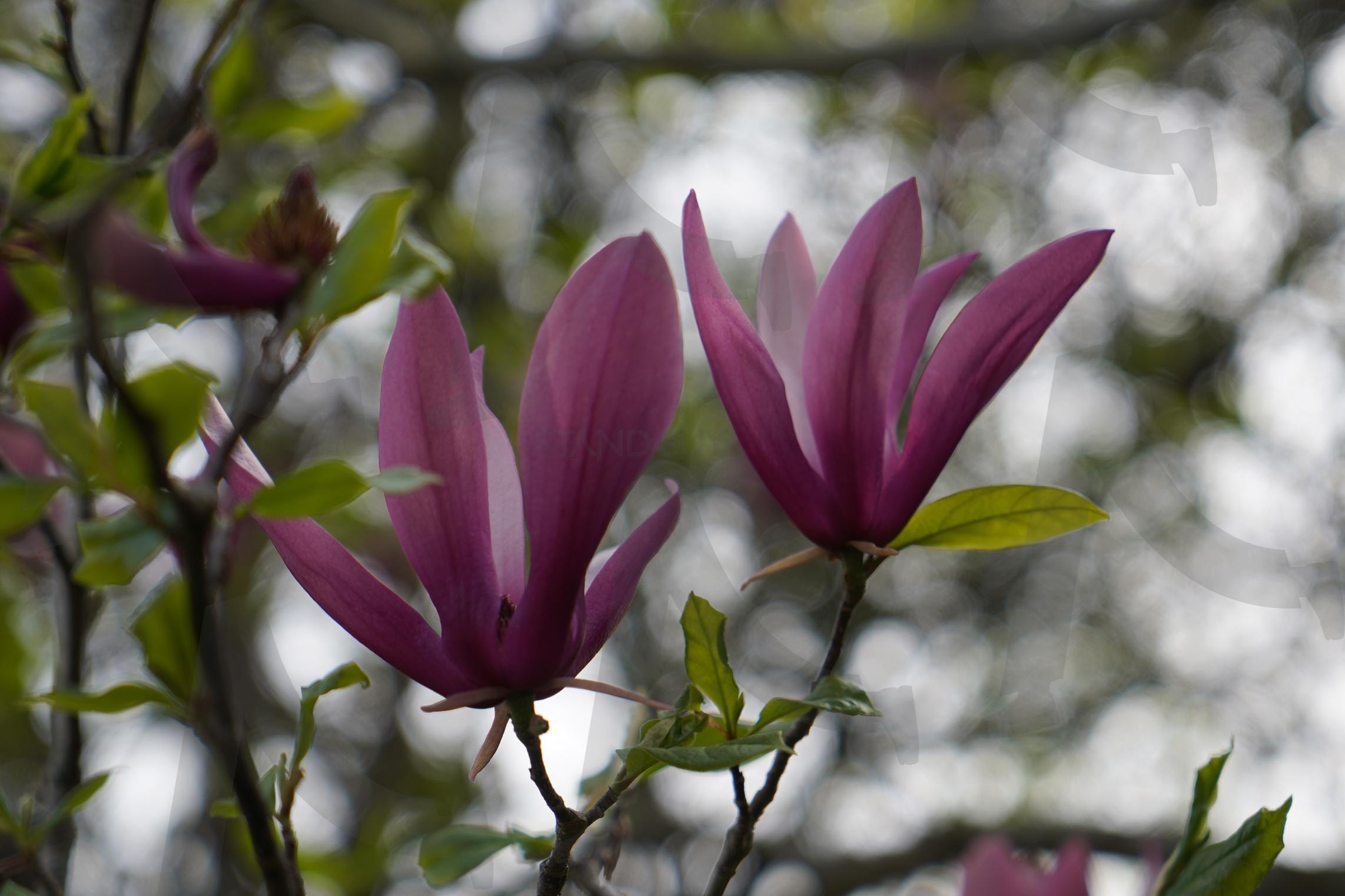보랏빛 미소4 | 기양사, 자목련, 팔문장, 백광홍, 가사문학 | 스탠바이 STANDBUY 디지털 콘텐츠