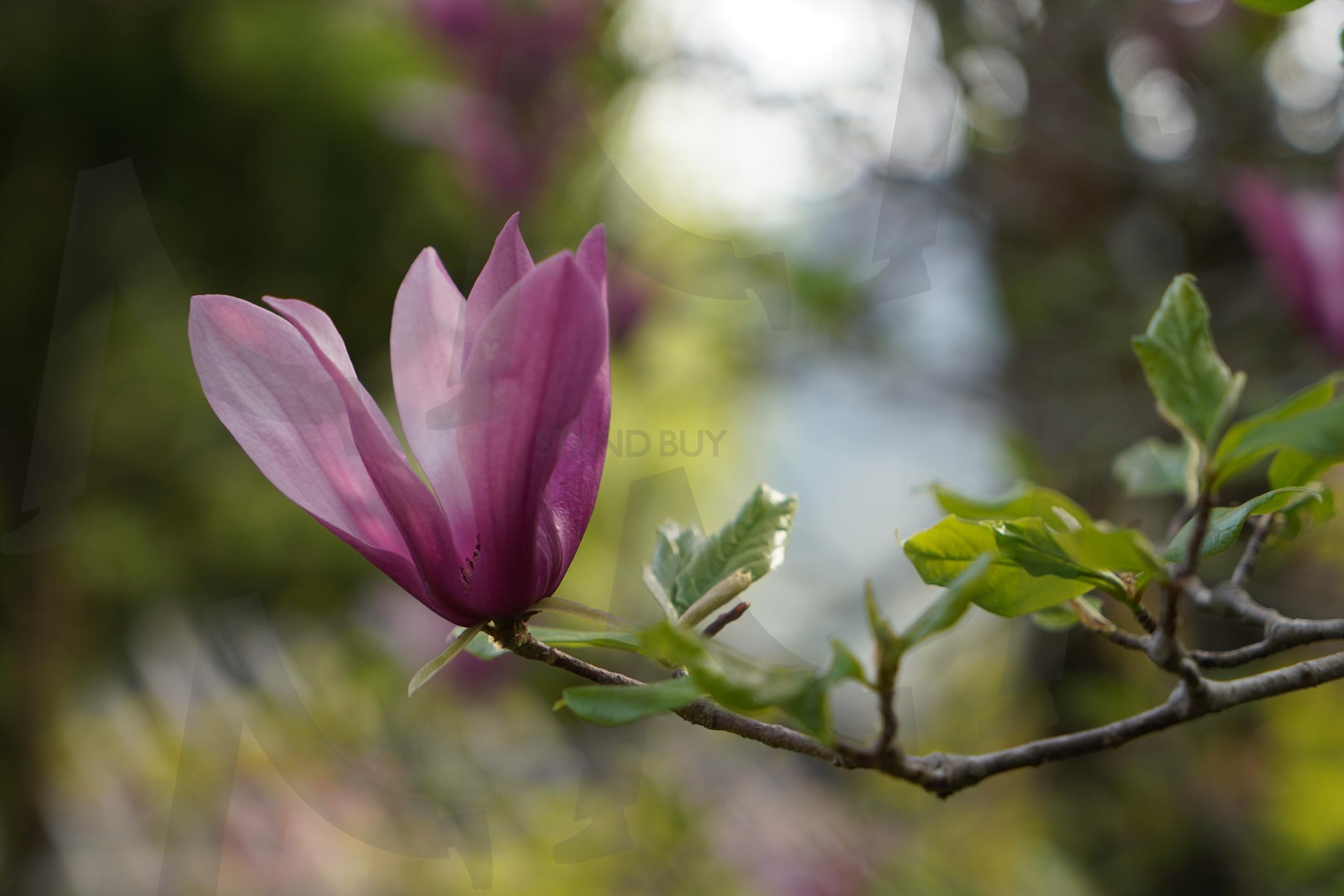 보랏빛 미소2 | 기양사, 자목련, 팔문장, 백광홍, 가사문학 | 스탠바이 STANDBUY 디지털 콘텐츠