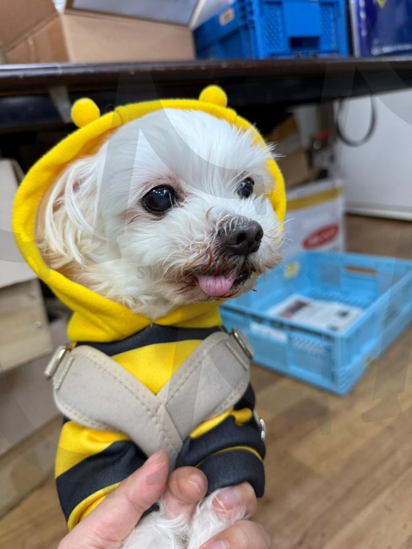 우리집 벌꿀 귀여운 강아지 | 강아지, 귀여운, 귀여움, 벌꿀, 벌꿀옷, 꿀벌, 꿀벌옷, 신남, 혓바닥, 메롱 | 스탠바이 STANDBUY 디지털 콘텐츠