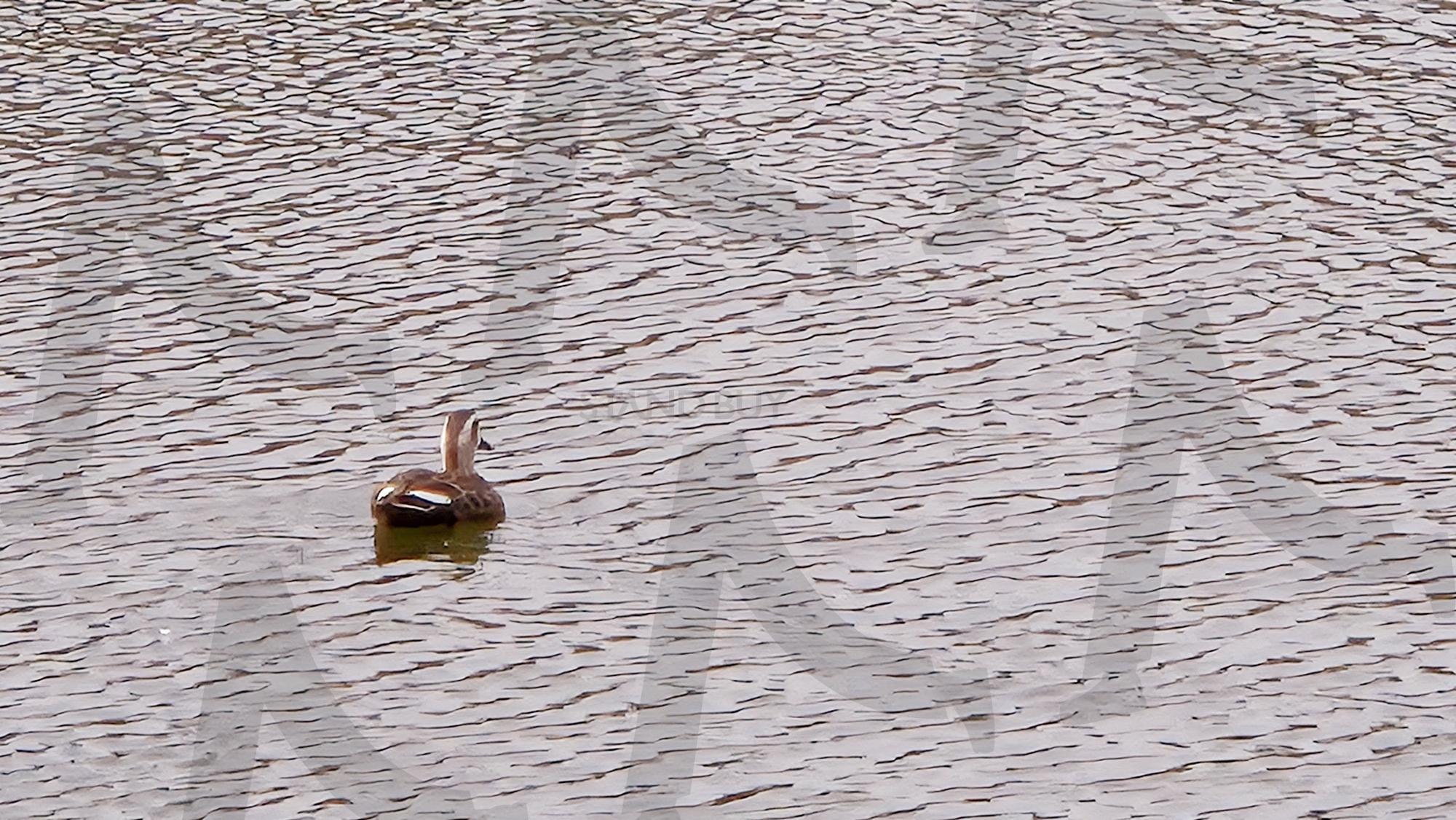 외로운 오리 | 호수, 물, 하늘, 오리, 한마리 | 스탠바이 STANDBUY 디지털 콘텐츠