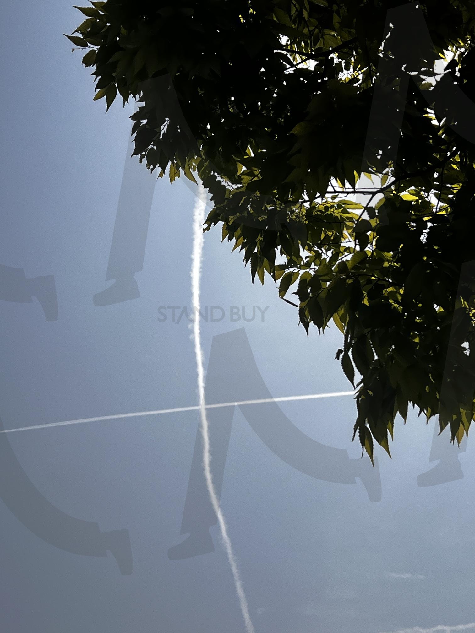 하늘 위에 그은 두 개의 선 | 비행운, 교차, 하늘, 나뭇잎, 여름, 자연광, 실루엣, 대비, 우연, 풍경 | 스탠바이 STANDBUY 디지털 콘텐츠