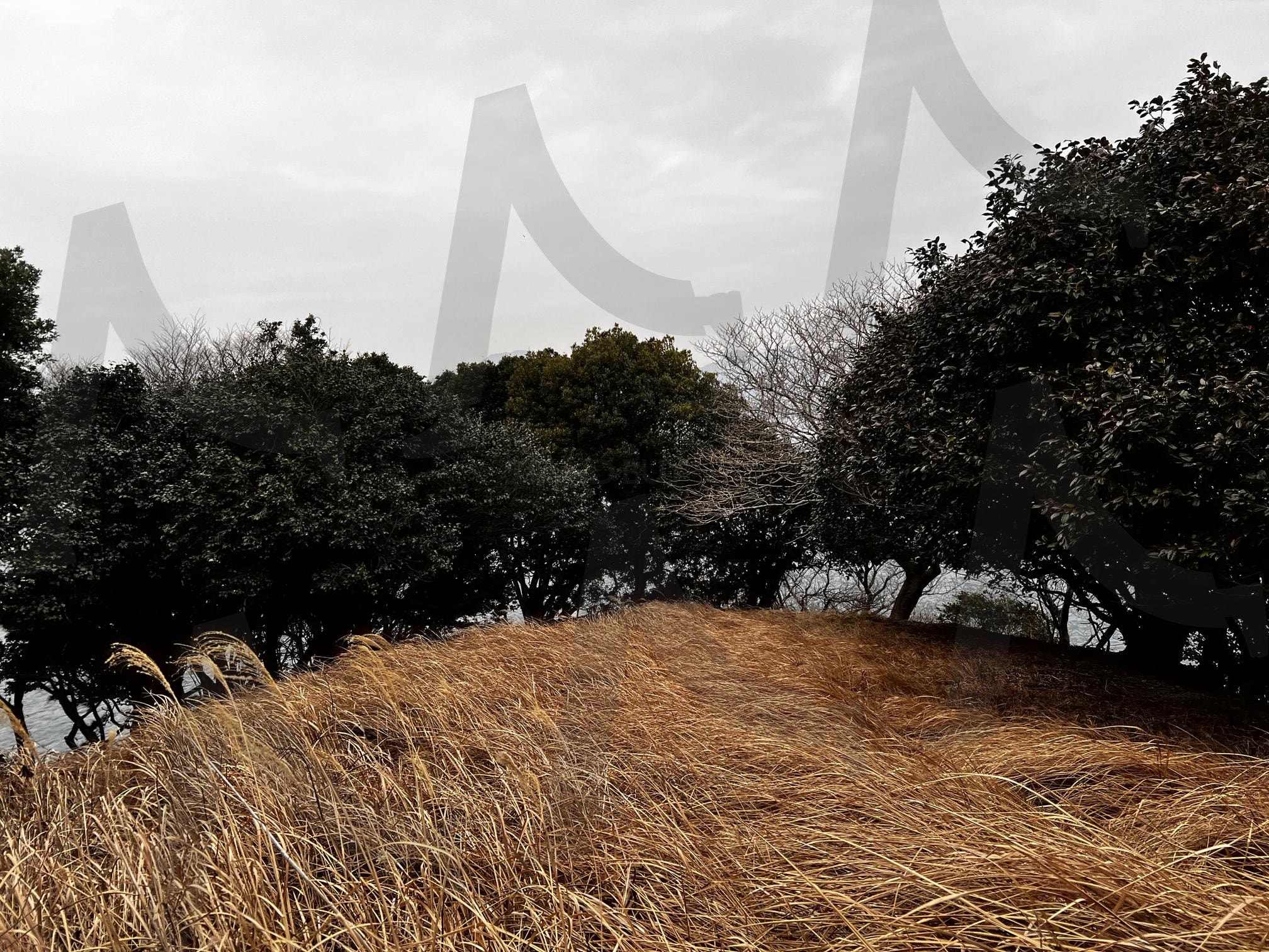 갈색 억새와 숲, 그리고 멀리 보이는 바다 | 억새, 갈대, 숲, 나무, 바다, 가을, 자연, 풍경, grass, forest, sea | 스탠바이 STANDBUY 디지털 콘텐츠