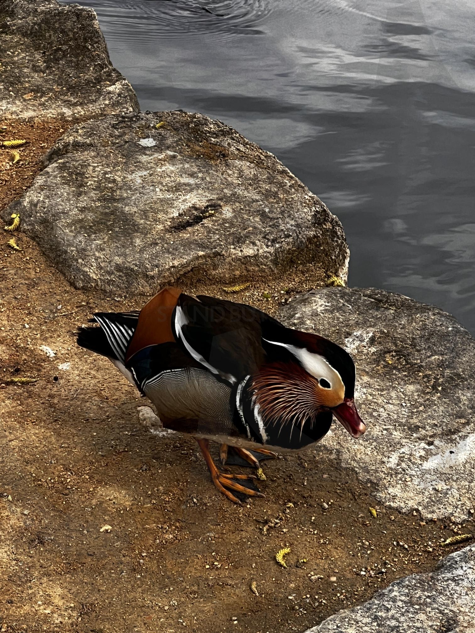 돌 틈에 앉은 화려한 원앙 | 원앙, 새, 물새, 오리, 깃털, 돌, 흙, 물, 자연, 야생동물 | 스탠바이 STANDBUY 디지털 콘텐츠