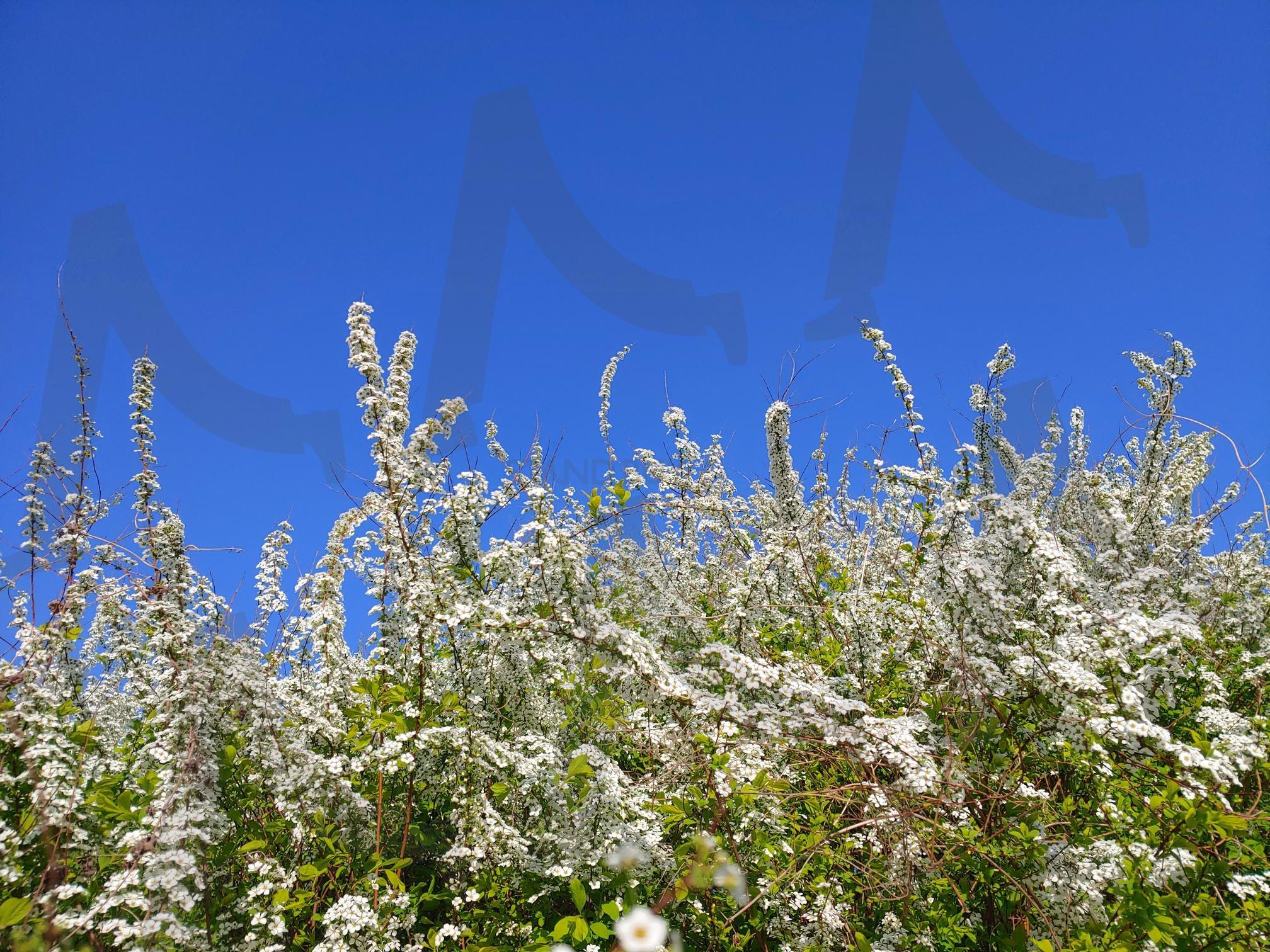 푸른 하늘 아래 하얀 꽃이 만개한 조팝나무 | 조팝나무, 하얀 꽃, 봄, 꽃, 나무, 푸른 하늘, 자연, 계절, 만개, 화사함 | 스탠바이 STANDBUY 디지털 콘텐츠