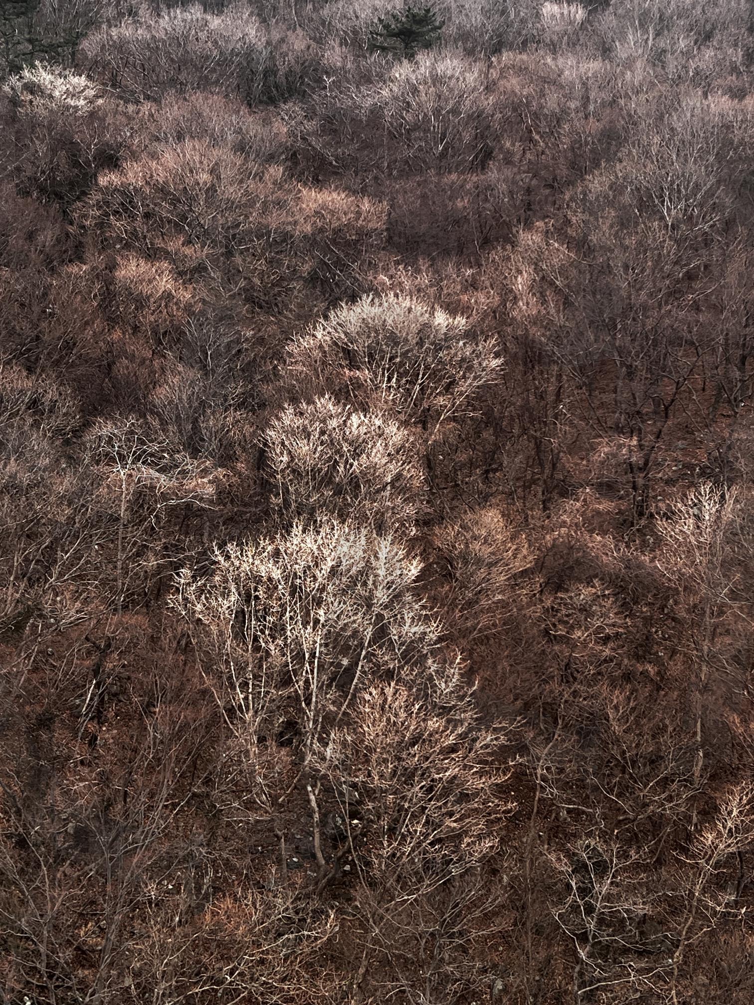 햇빛에 반짝이는 겨울 숲의 나무들 | 겨울 숲, 앙상한 가지, 햇빛, 나무, 자연, 풍경, winter forest, Bare branches, sunlight | 스탠바이 STANDBUY 디지털 콘텐츠