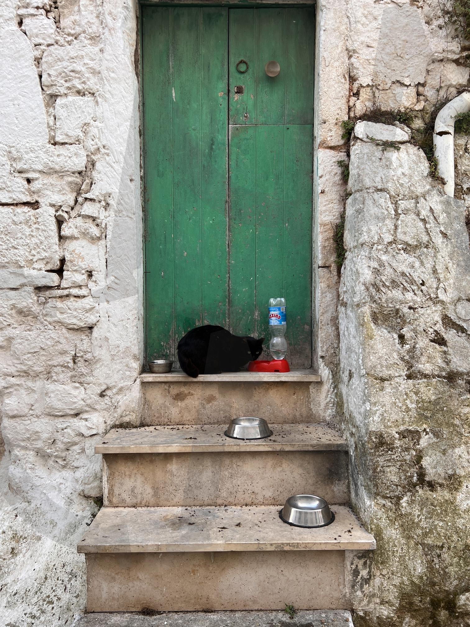 녹색 문 앞 계단에서 쉬고 있는 검은 고양이 | 검은 고양이, 고양이, 녹색 문, 계단, 동물, 휴식, black cat, cat, Green door, stairs | 스탠바이 STANDBUY 디지털 콘텐츠