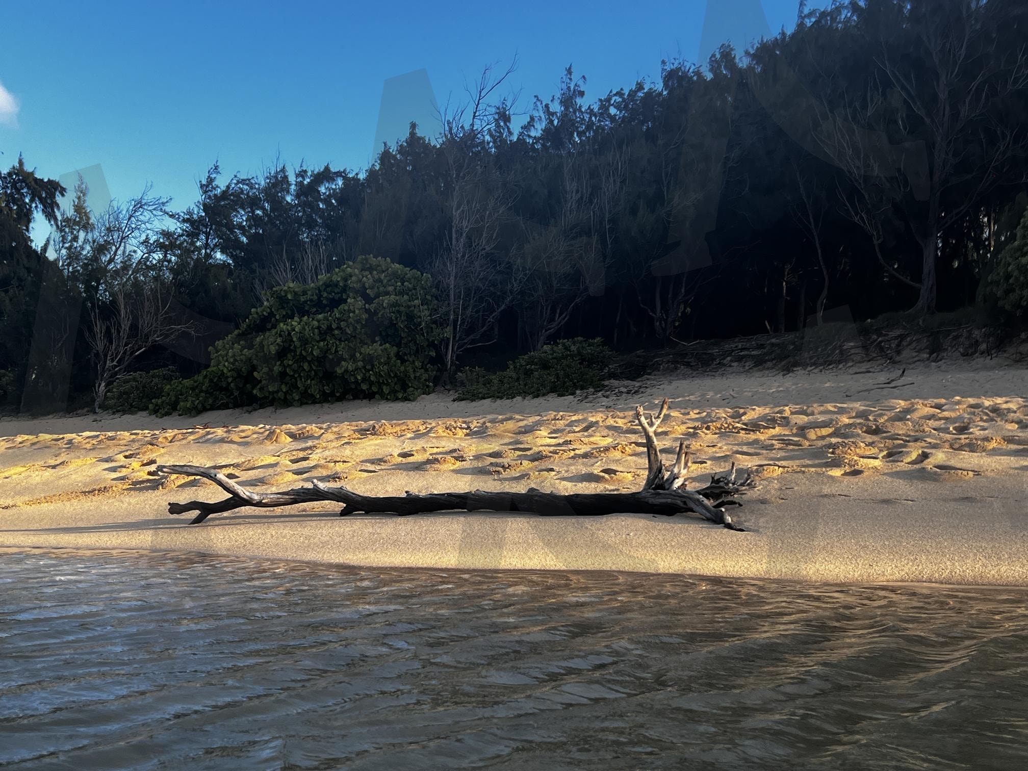 해변에 놓인 고목 | 해변, 모래, 고목, 나무, 물결, 발자국, 숲, 하늘, 자연, 해안 | 스탠바이 STANDBUY 디지털 콘텐츠