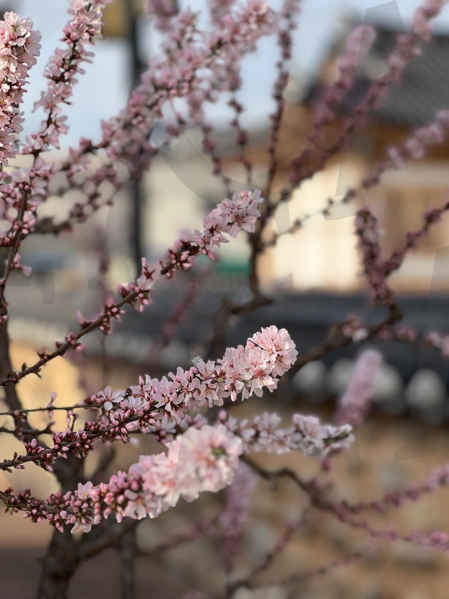 흐드러진 분홍빛 꽃 | 꽃, 분홍색, 봄, 개화, 나무, 가지, 흐드러지다, 기와지붕 | 스탠바이 STANDBUY 디지털 콘텐츠