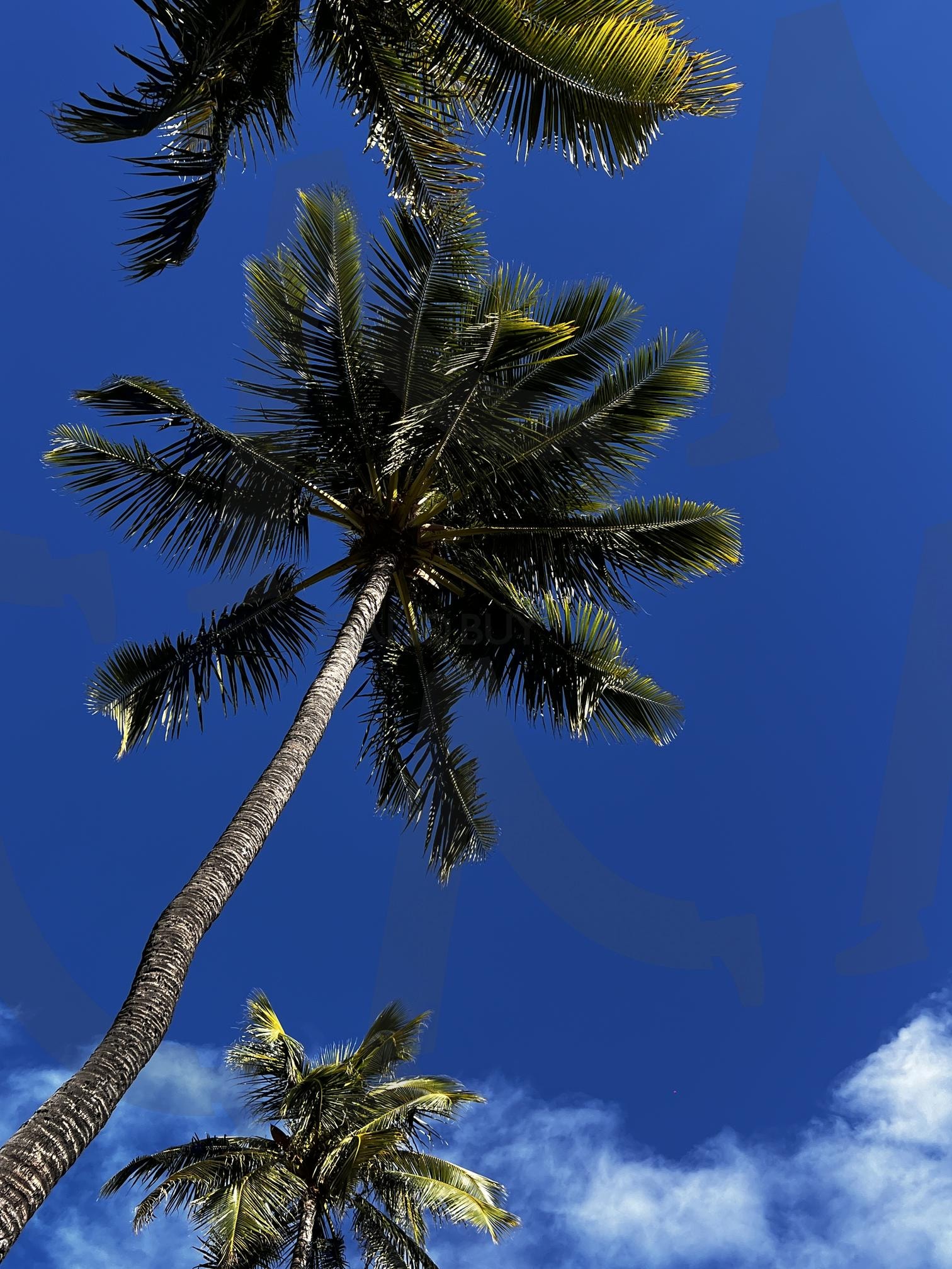 푸른 하늘을 향해 뻗은 야자수들 | 야자수, 하늘, 푸른색, 잎, 열대, 식물, 자연, 시선, 위에서 아래로, 맑음 | 스탠바이 STANDBUY 디지털 콘텐츠
