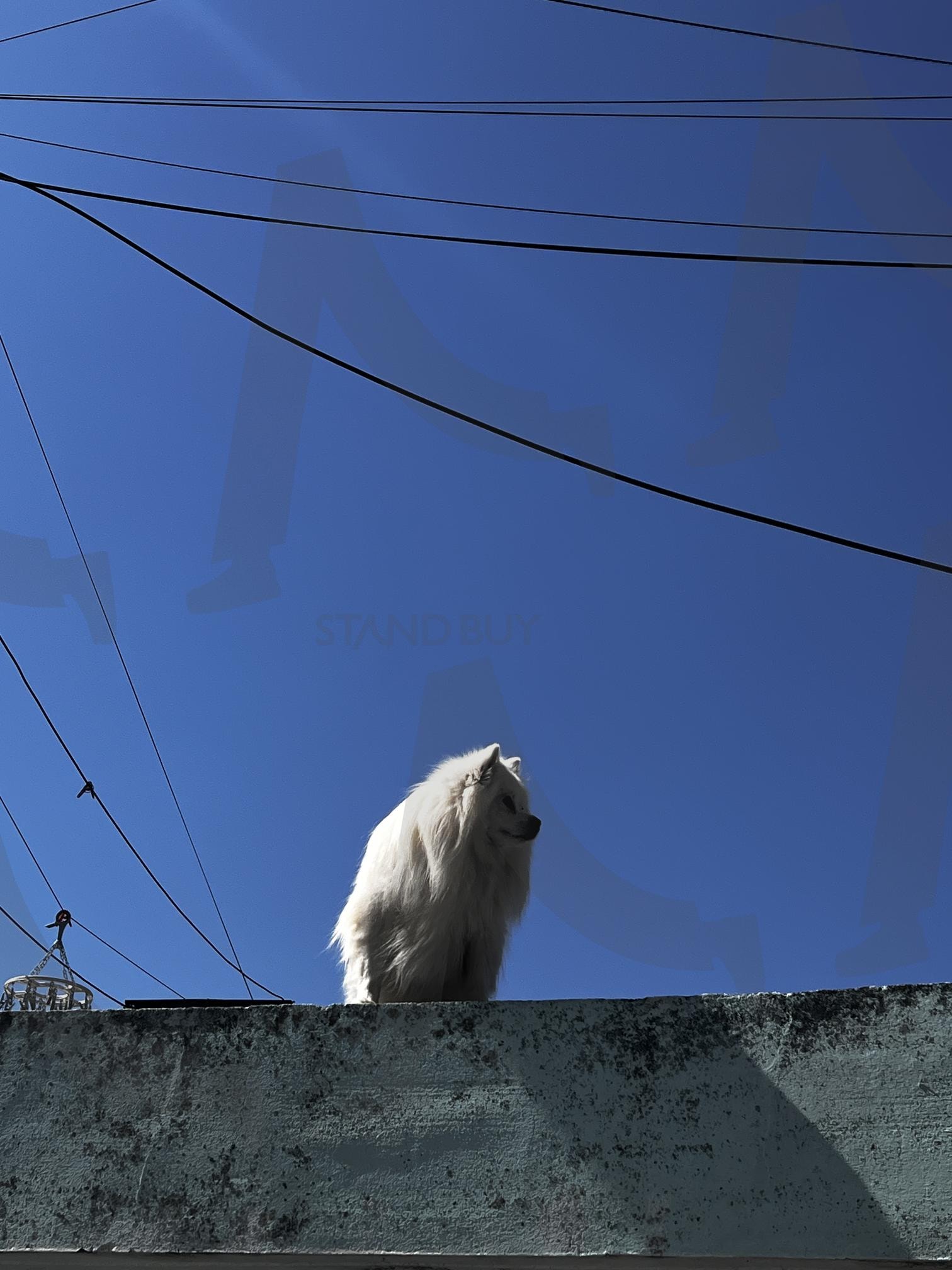 담벼락 위의 하얀 개 | 개, 하얀 개, 담벼락, 하늘, 파란색, 전선, 동물, 털 | 스탠바이 STANDBUY 디지털 콘텐츠