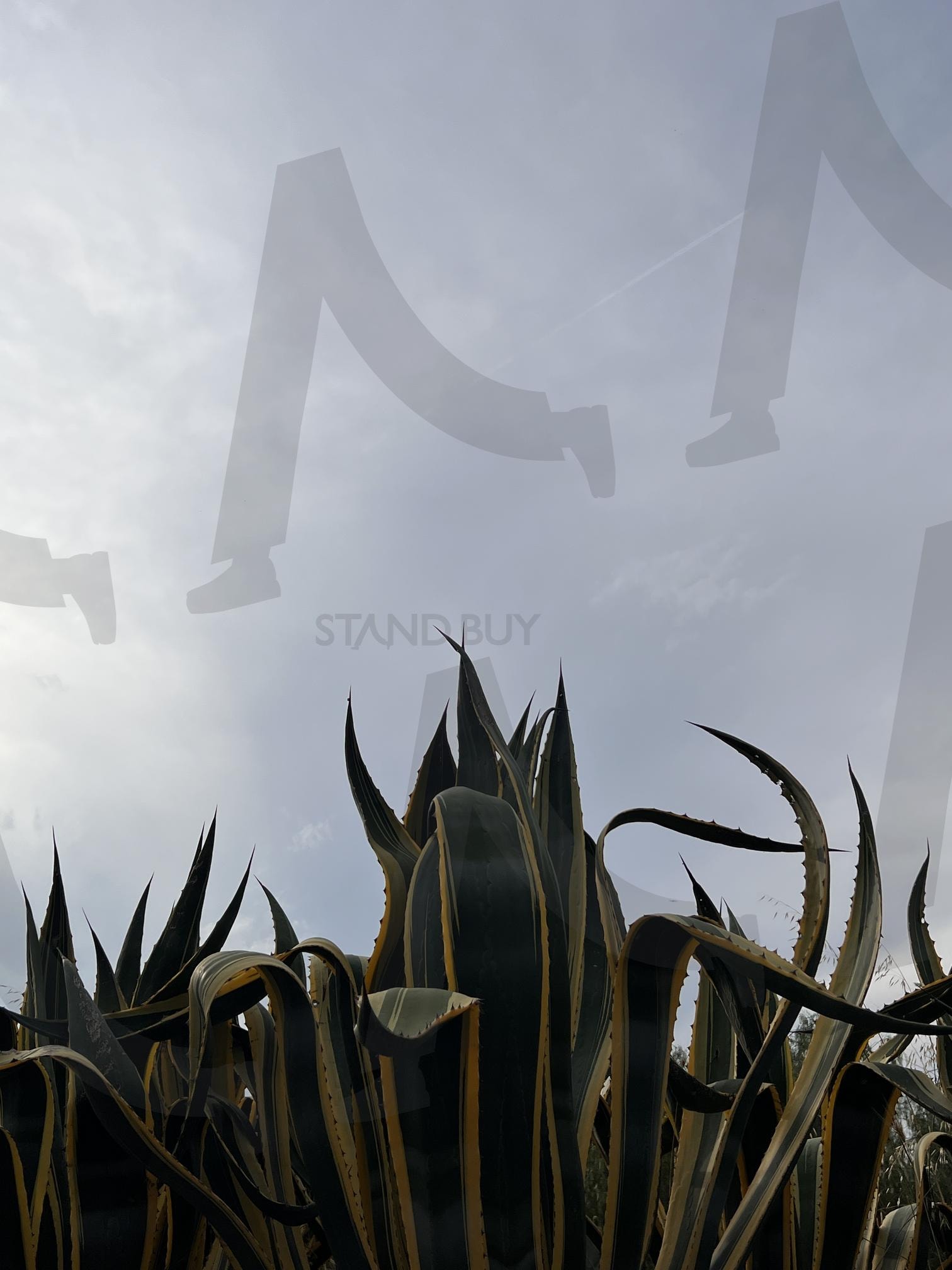 하늘을 향해 뻗은 뾰족한 잎의 용설란 | 용설란, 뾰족한 잎, 다육 식물, 식물, 자연, Agave, Pointed leaves, succulent plant | 스탠바이 STANDBUY 디지털 콘텐츠