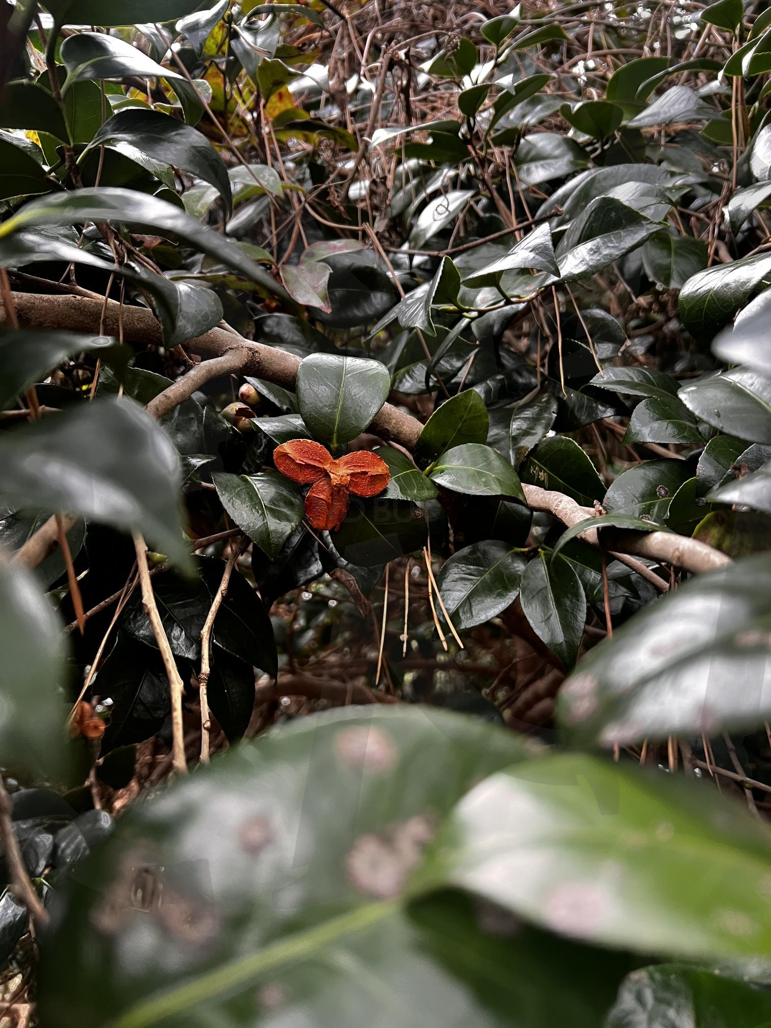 녹색 잎들 사이의 붉은색 꽃 | 붉은 꽃, 녹색 잎, 식물, 자연, 꽃, red flower, green leaves, plant | 스탠바이 STANDBUY 디지털 콘텐츠