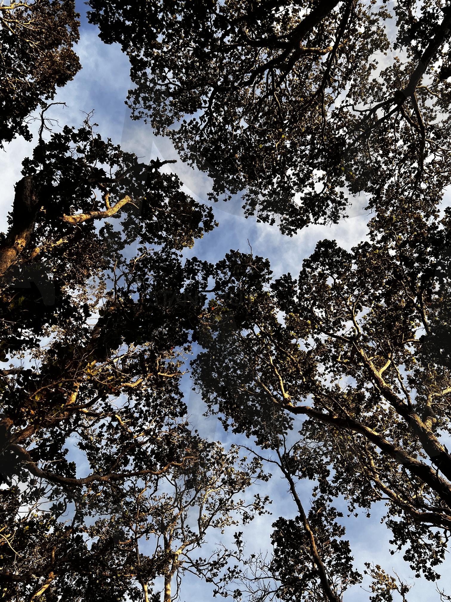 숲 속에서 올려다본 하늘 | 숲, 나무, 하늘, 구름, 나뭇가지, 나뭇잎, 햇빛, 자연, 위에서 아래로, 시야 | 스탠바이 STANDBUY 디지털 콘텐츠