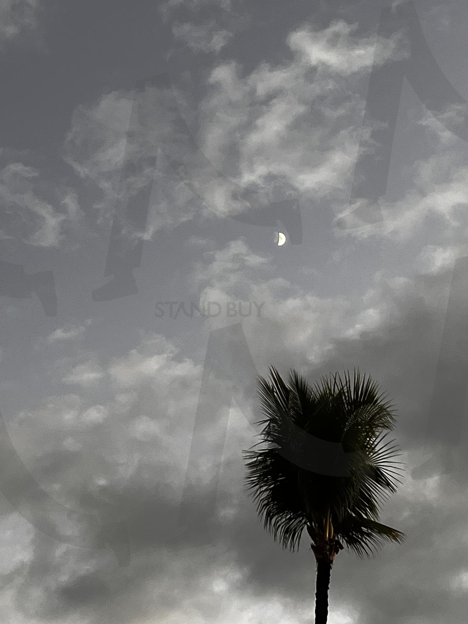 야자수와 초승달 | 야자수, 초승달, 하늘, 어스름, 고요 | 스탠바이 STANDBUY 디지털 콘텐츠
