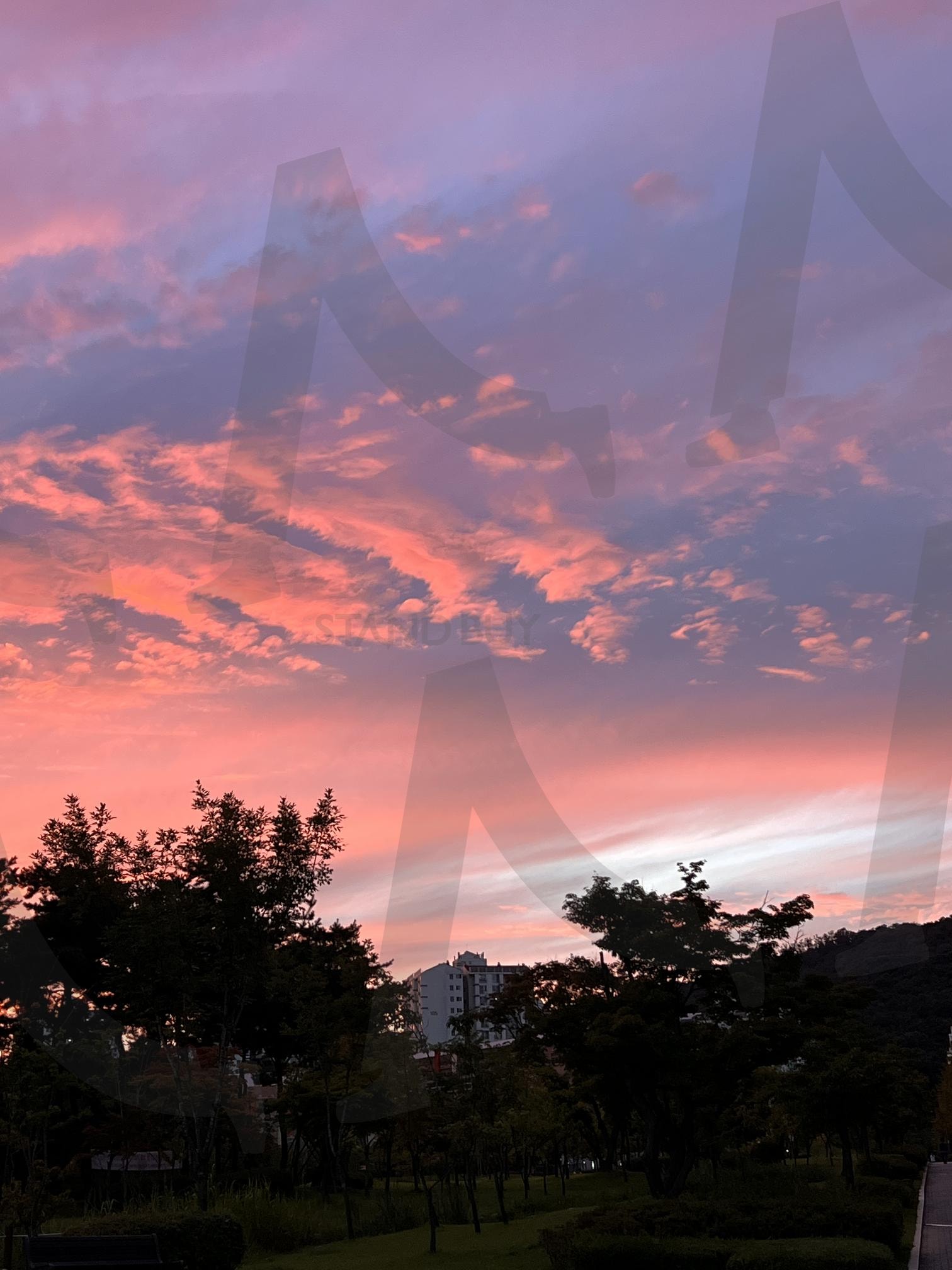 붉게 물든 저녁 하늘과 어두운 나무 실루엣 | 저녁 노을, 하늘, 붉은색, 분홍색, 나무, 실루엣, 자연, 풍경, 해 질 녘, 아름다움 | 스탠바이 STANDBUY 디지털 콘텐츠