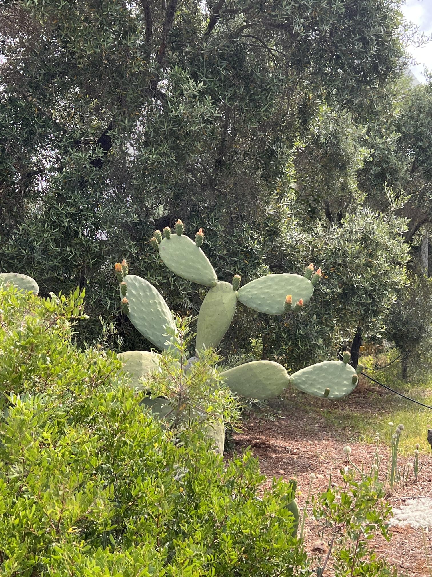 여러 개의 꽃이 핀 납작 선인장 | 선인장, 납작 선인장, 꽃, 주황색 꽃, 식물, 자연, Cactus, Prickly pear, Orange flower | 스탠바이 STANDBUY 디지털 콘텐츠