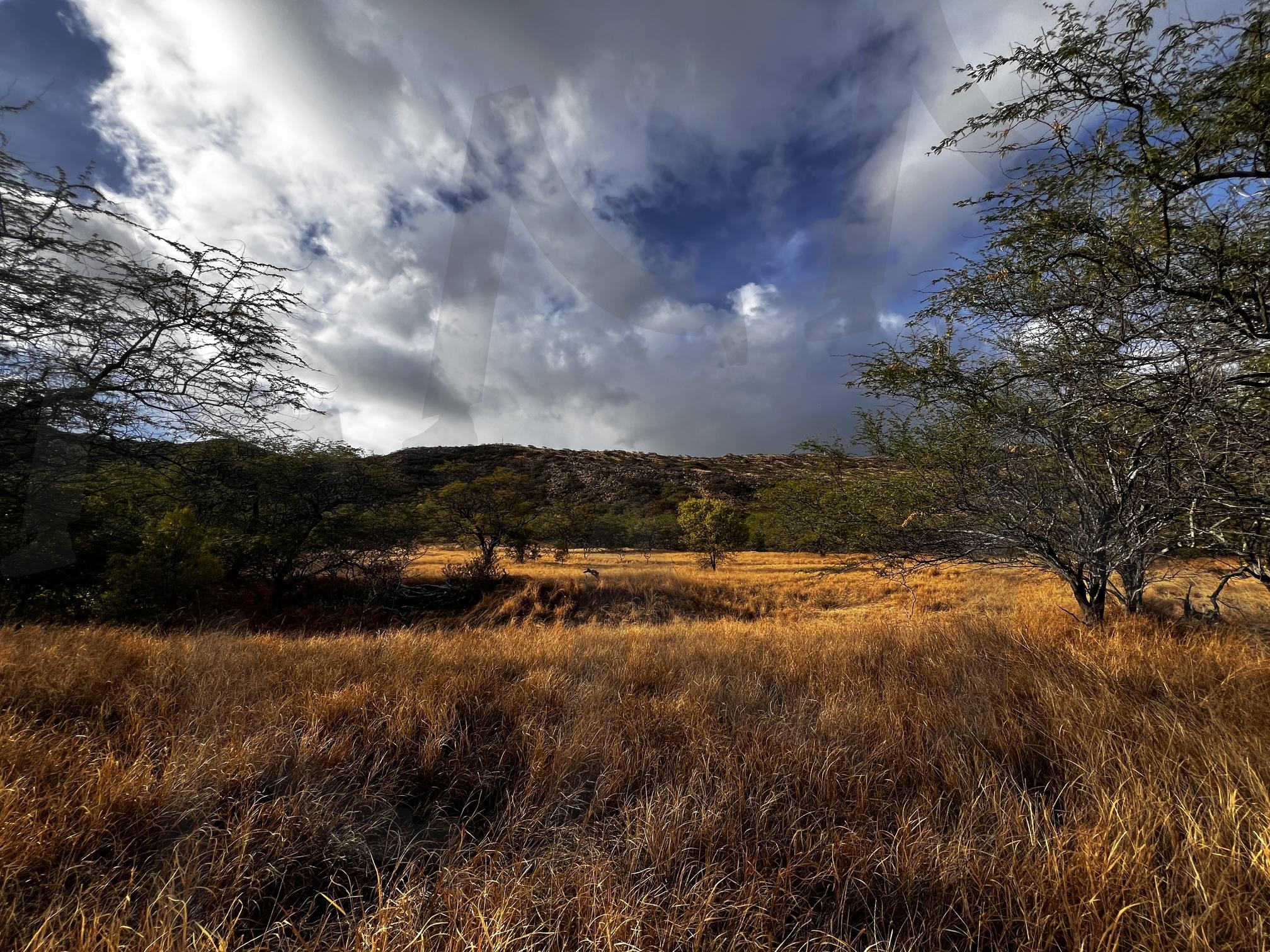 황량한 들판과 흐린 하늘 | 들판, 마른 풀, 하늘, 구름, 나무, 언덕, 황량함, 건조함, 자연, 풍경 | 스탠바이 STANDBUY 디지털 콘텐츠