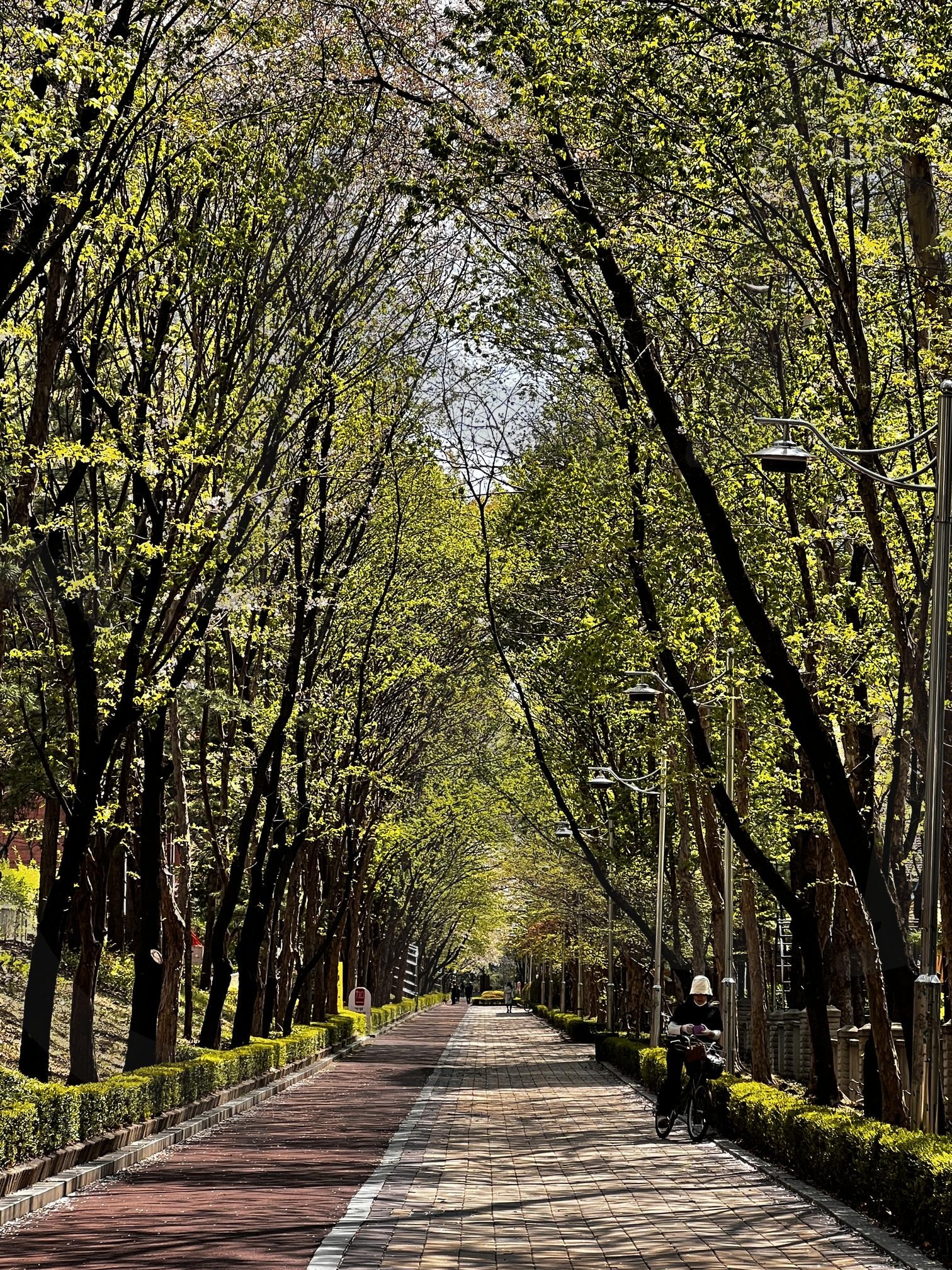 봄빛 가득한 나무 산책로 | 산책로, 봄, 자연, 자전거, 도심 | 스탠바이 STANDBUY 디지털 콘텐츠